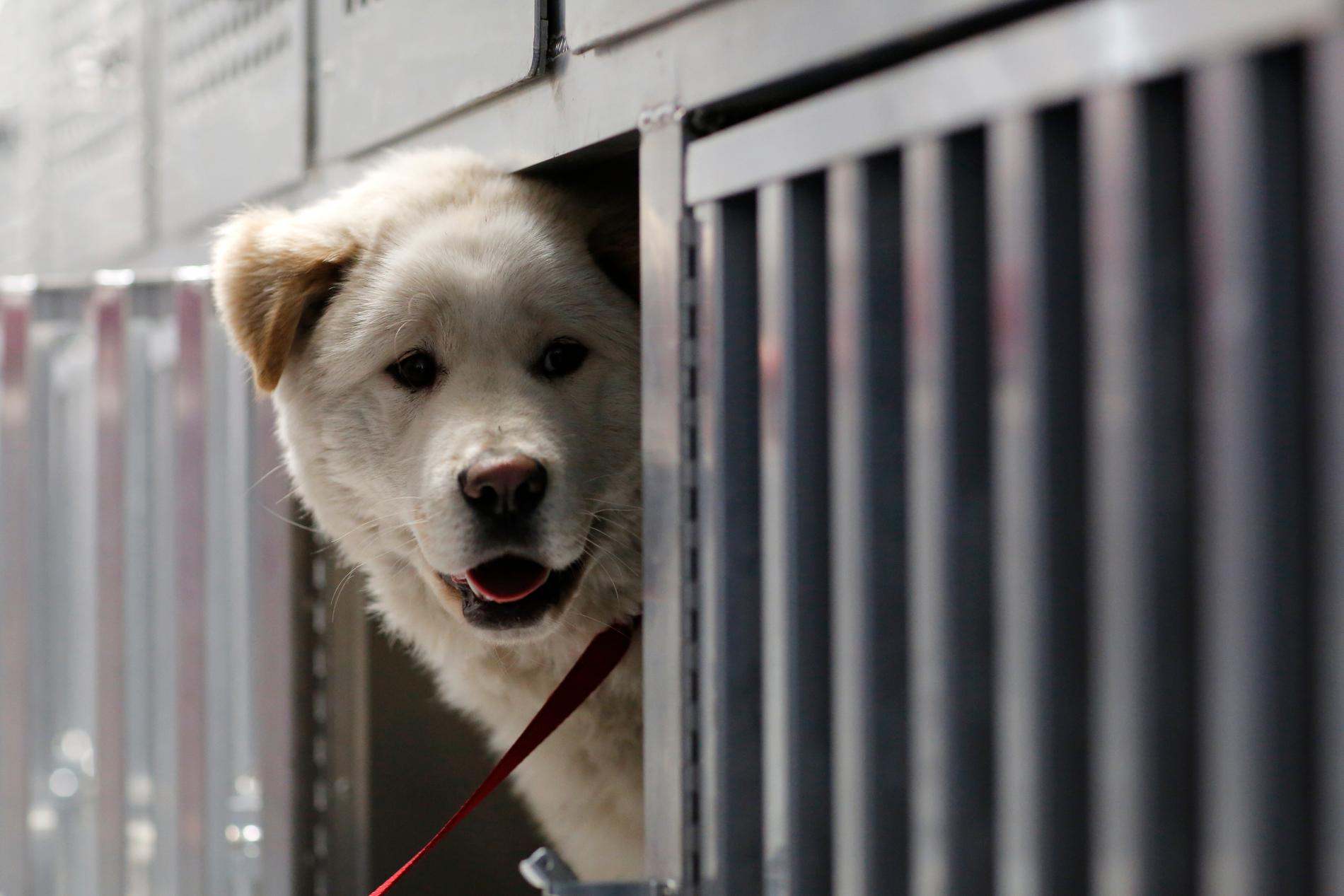 Omkring en miljon hundar dödas årligen i Sydkorea för att bli mat trots att fler och fler unga sydkoreaner tar avstånd från sedvänjan. Hunden på bilden räddades från en hunduppfödare 2017.
