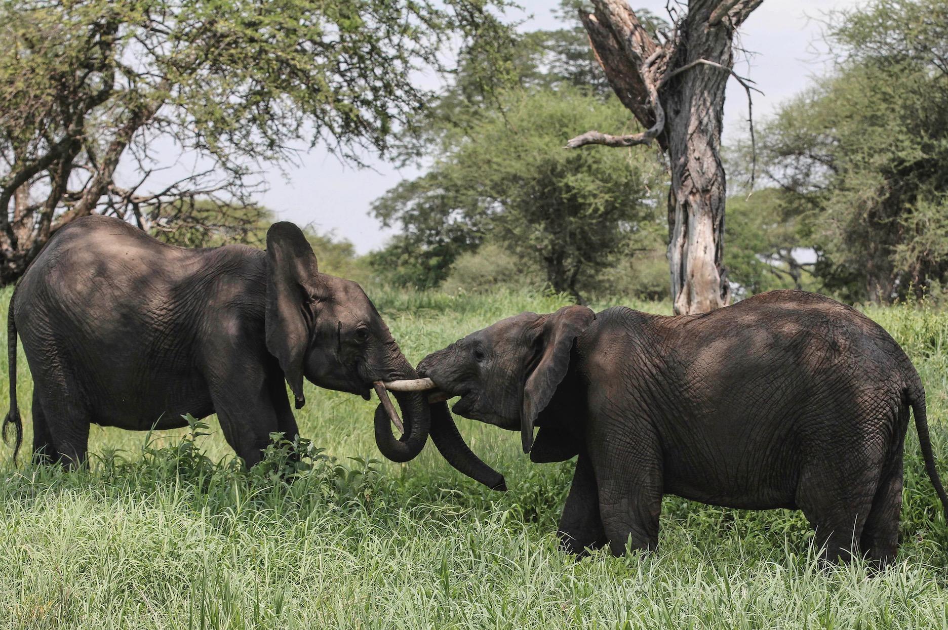 Elefantens betar har varit otroligt åtråvärda på marknaden – men nu införs ett totalförbud mot elfenbenshandel i Kina, och fler länder följer nu efter.