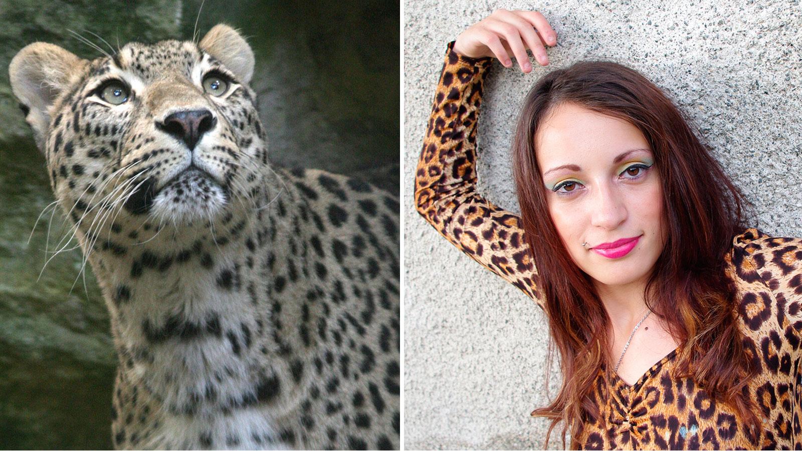 Leopardmöntrad topp går inte för sig om man vill besöka en Chessington Zoo i England och bland annat se deras leopard.