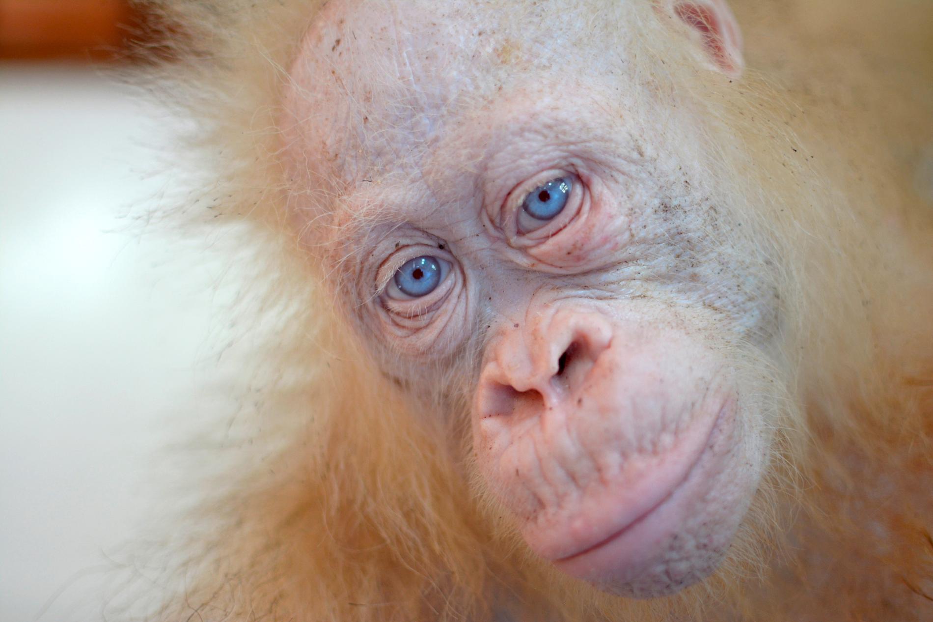 Den vita orangutanghonan Alba, på en bild från i maj i fjol.