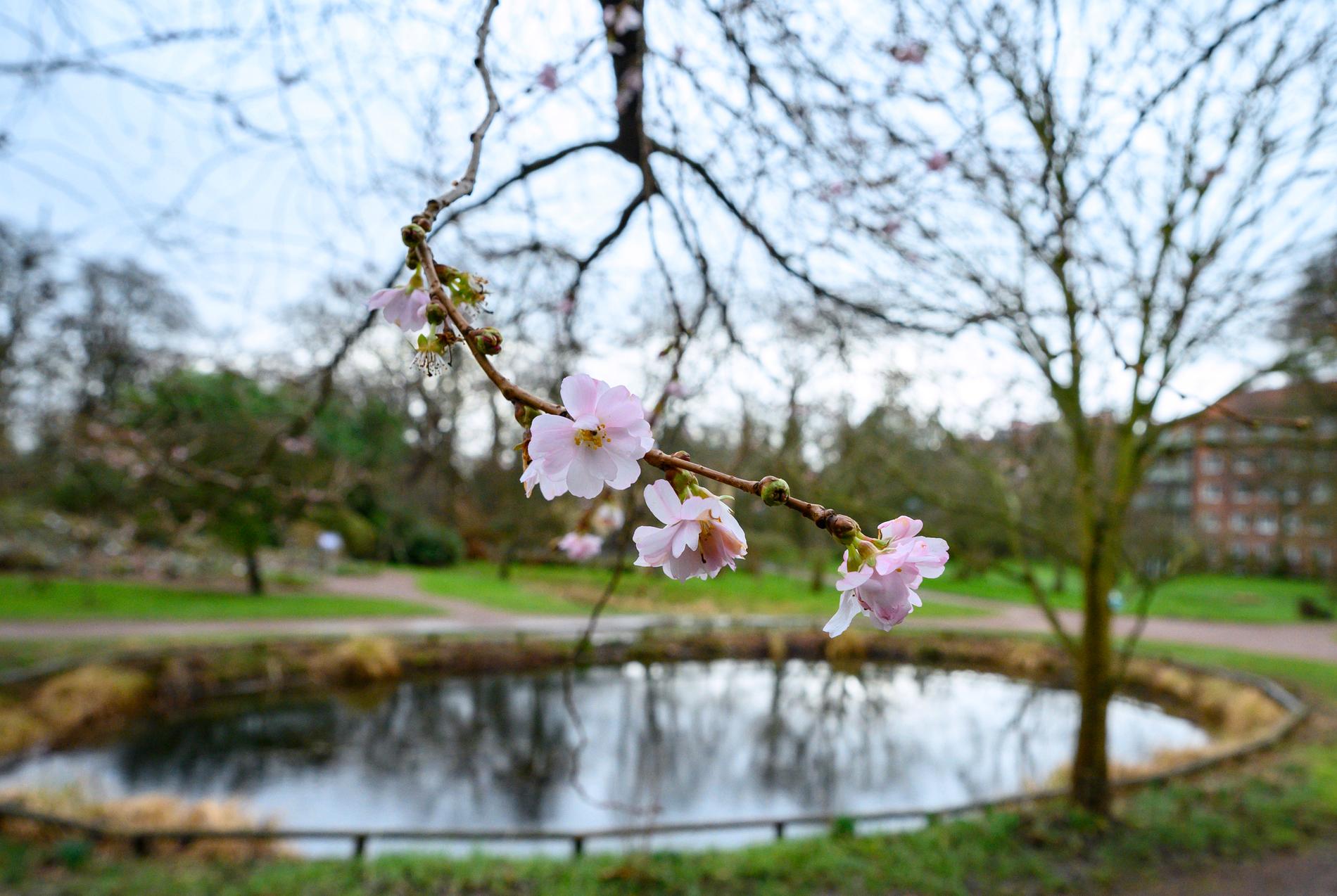 Körsbär i blom i Botaniska trädgården i Lund. "Det är helt i otakt", säger föreståndare Bente Eriksen.