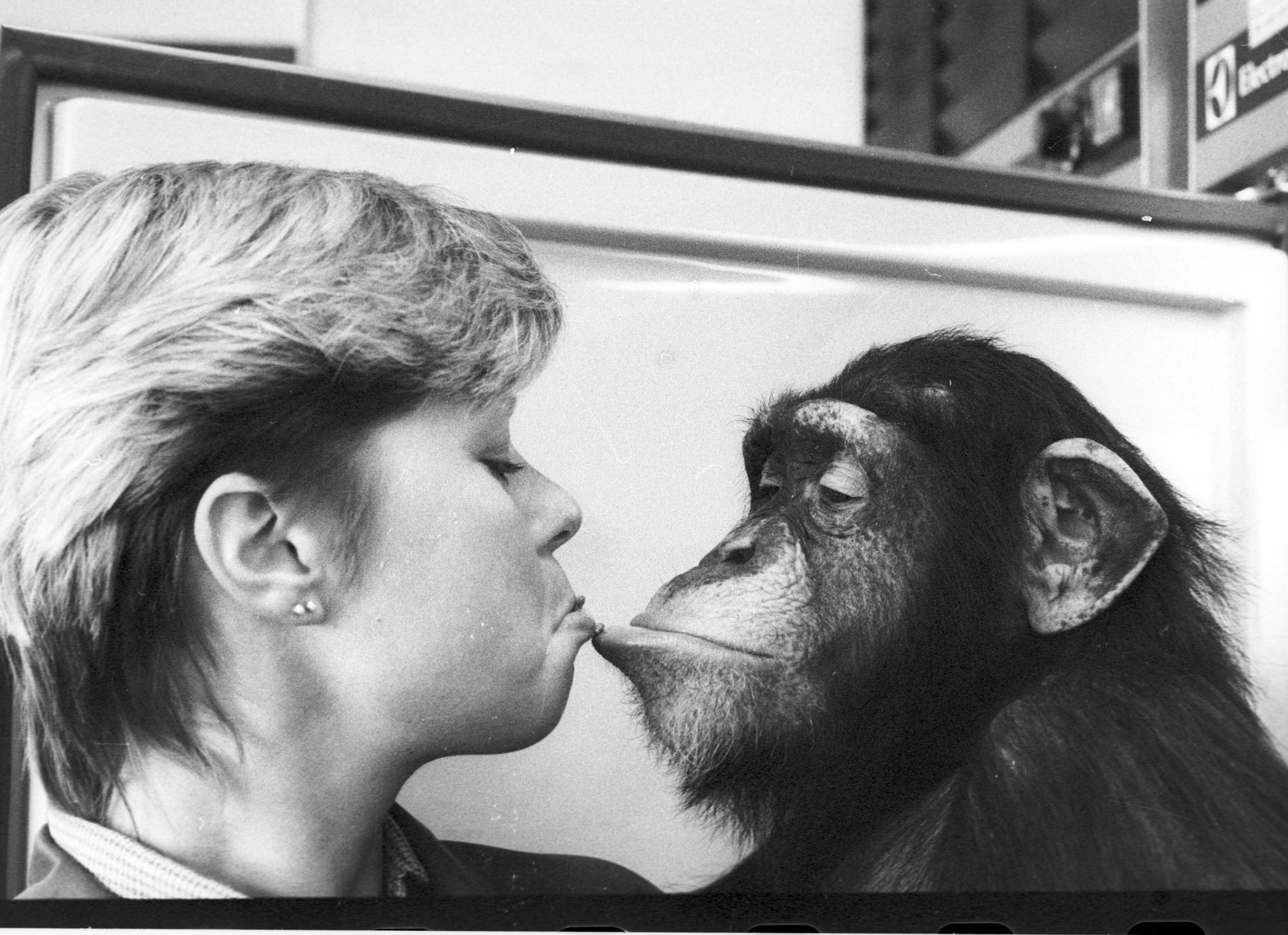 Ing-Marie Persson och schimpansen Santino