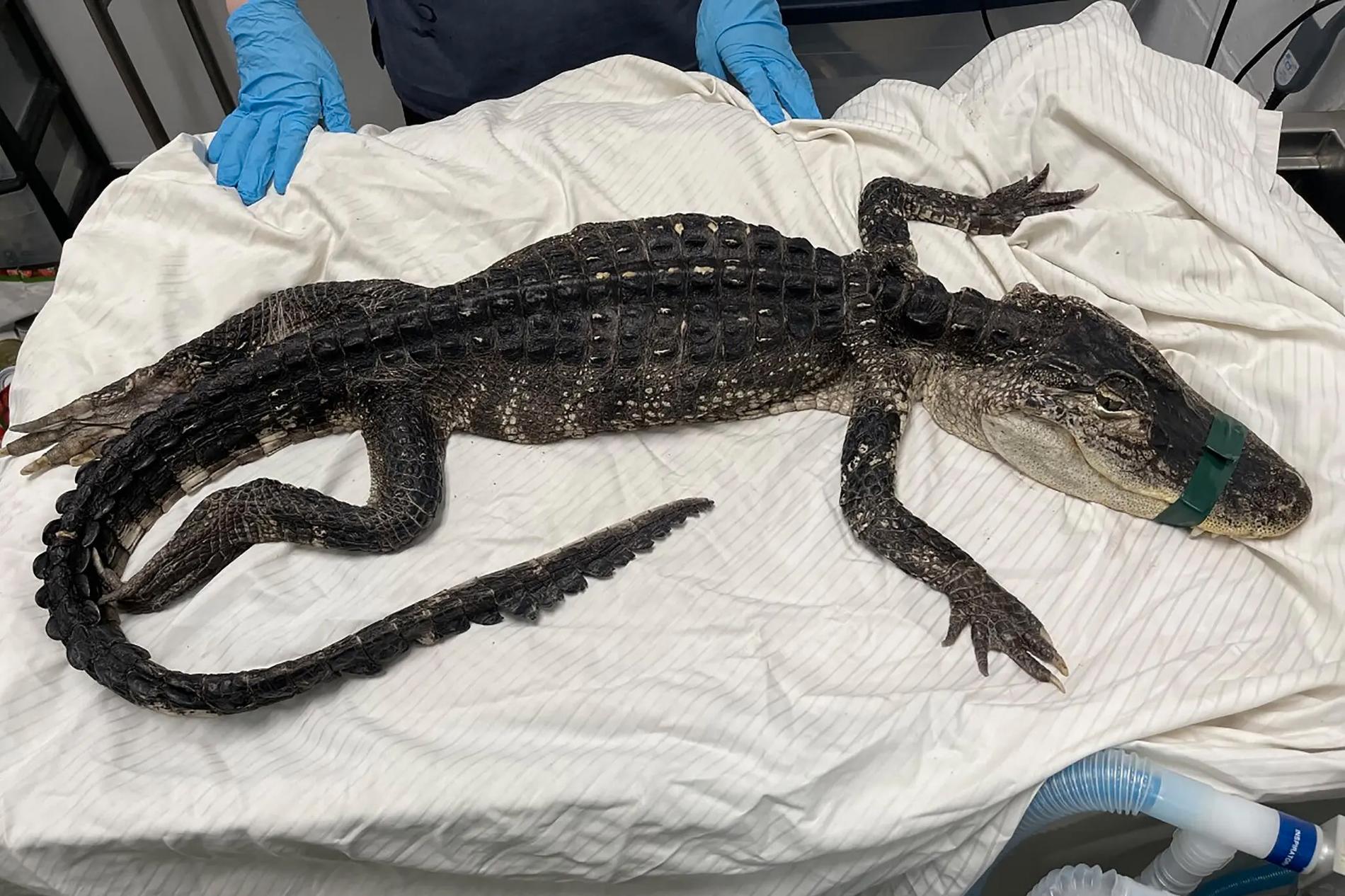 Alligatorn som hittades i Prospect park i Brooklyn, New York.