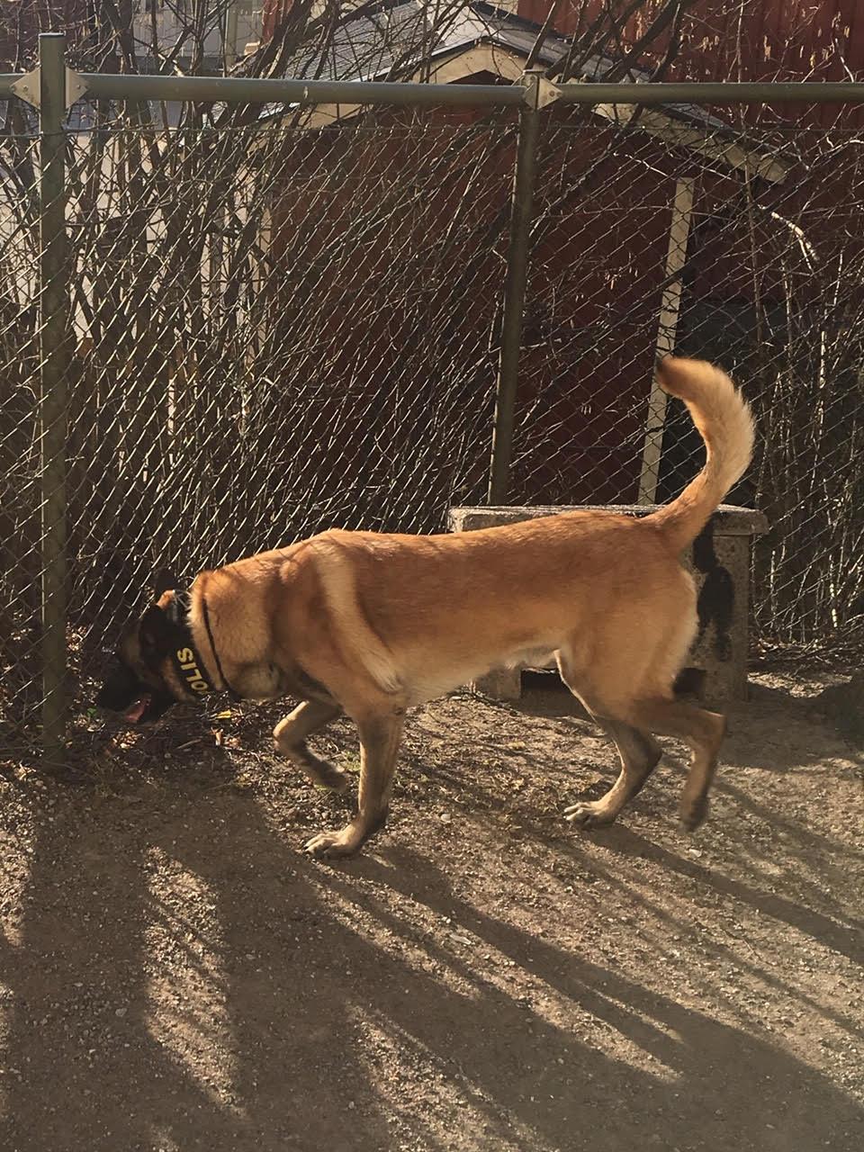 En av polisens knarkhundar söker på en lekplats.