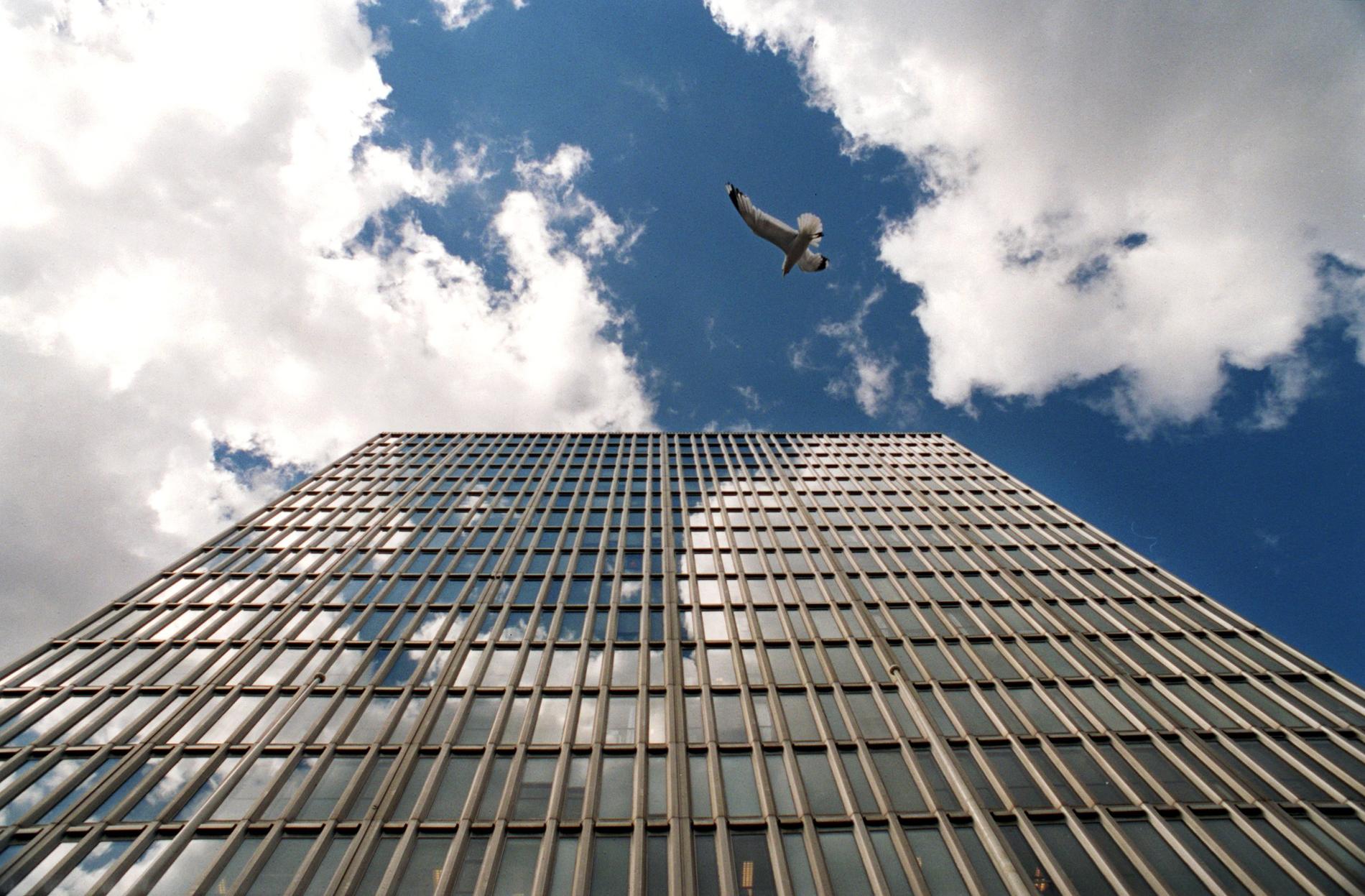 Fåglar tror att spegelbilden i glastäckta skyskrapor är det verkliga föremålet.