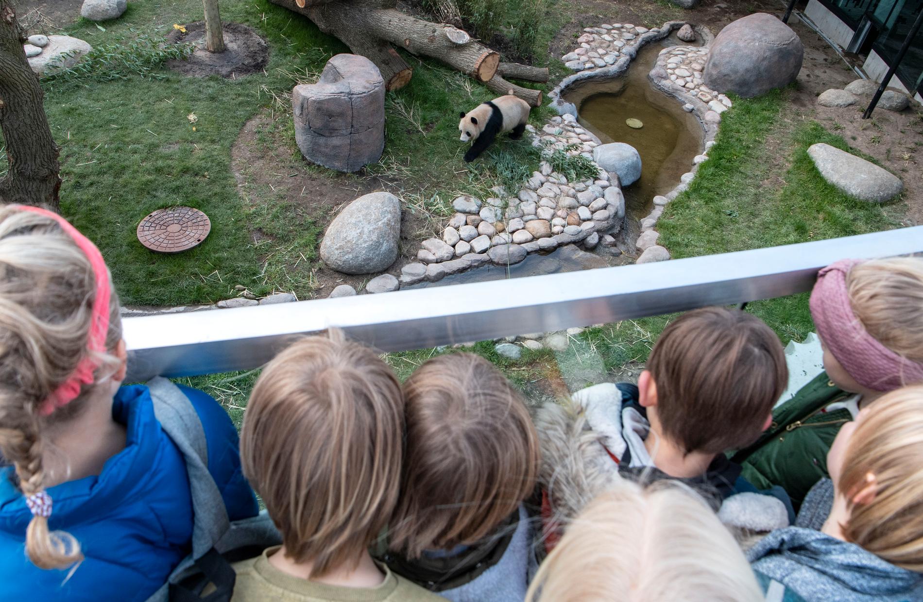 Pandan Xing Er tar en promenad inför storpublik då pandaanläggningen på Zoo i Köpenhamn öppnats för allmänheten.