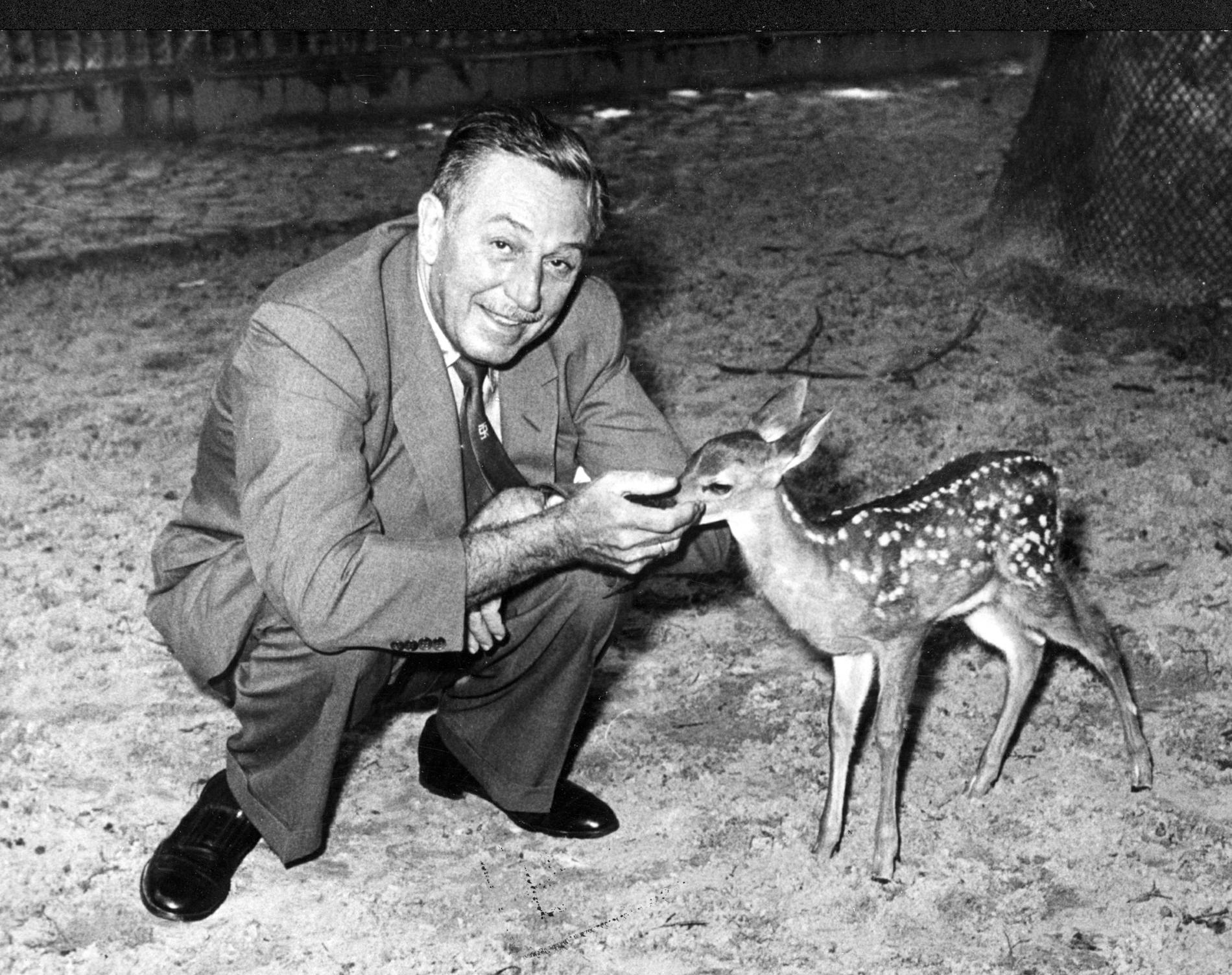 Filmskaparen Walt Disney tillsammans med en riktig "Bambi" i samband med filmfestivalen i Berlin 1958. Arkivbild.