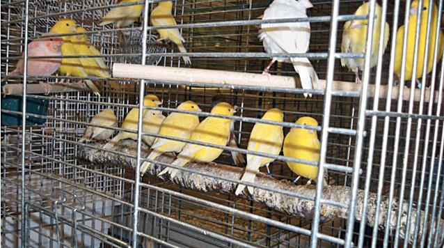  En 24-årig man döms till fängelse i tre år för att ha stulit över 100 fåglar från en man – som han dessutom enligt domen bundit fast och hotat med vapen i samband med den grova stölden