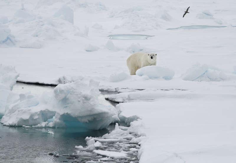 En isbjörn på Svalbard.