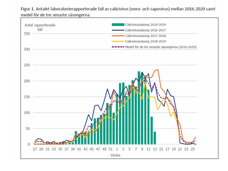 Grafiken visar antal fall av calicivirus, som orsakar vinterkräksjuka, under denna säsong (gröna staplar) jämfört med tidigare år. Siffror från Folkhälsomyndigheten.