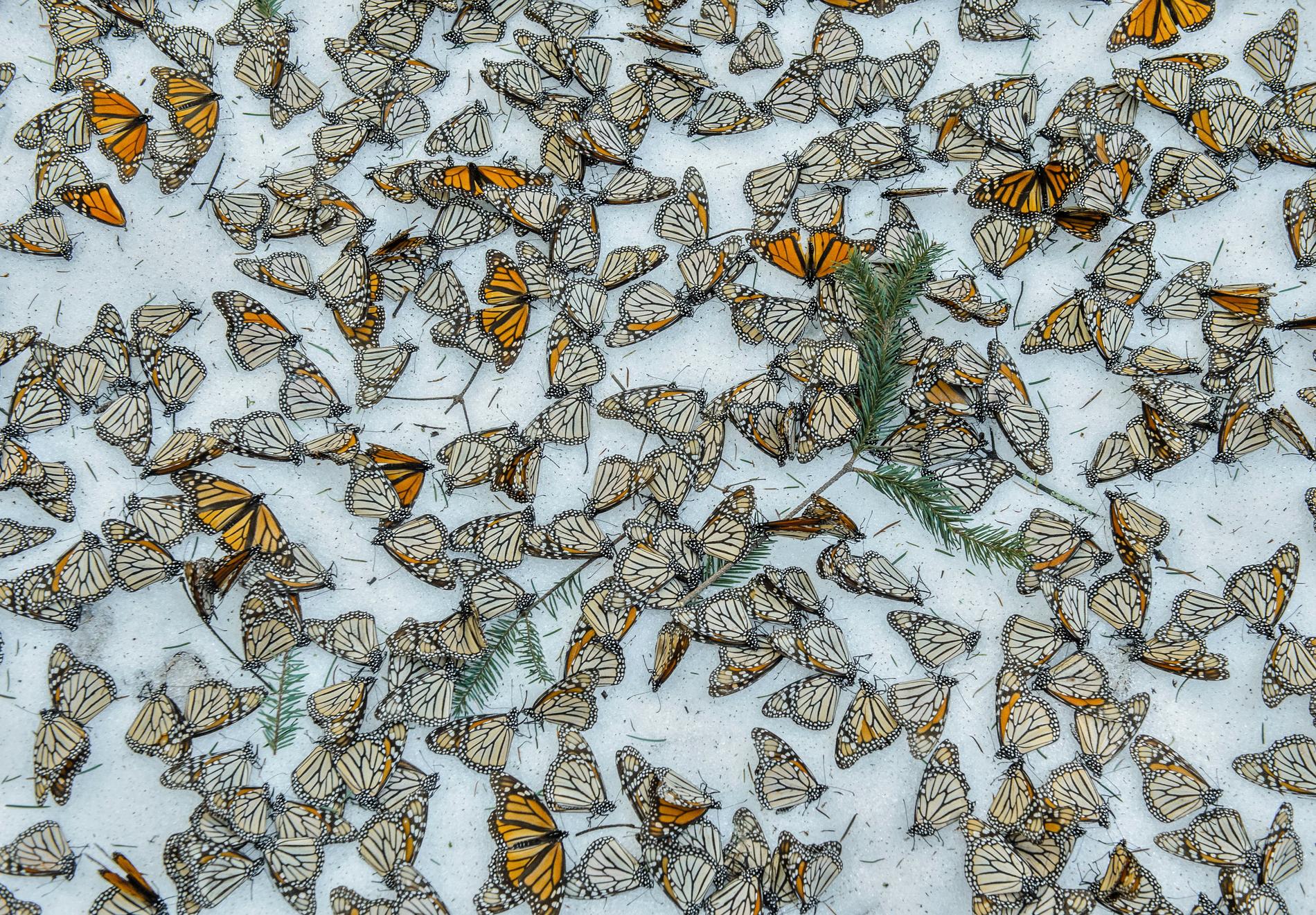 Döda monarkfjärilar på marken i reservatet El Rosario efter att en snöstorm dragit in över delstaten Michoacán i mars 2016. Arkivbild.