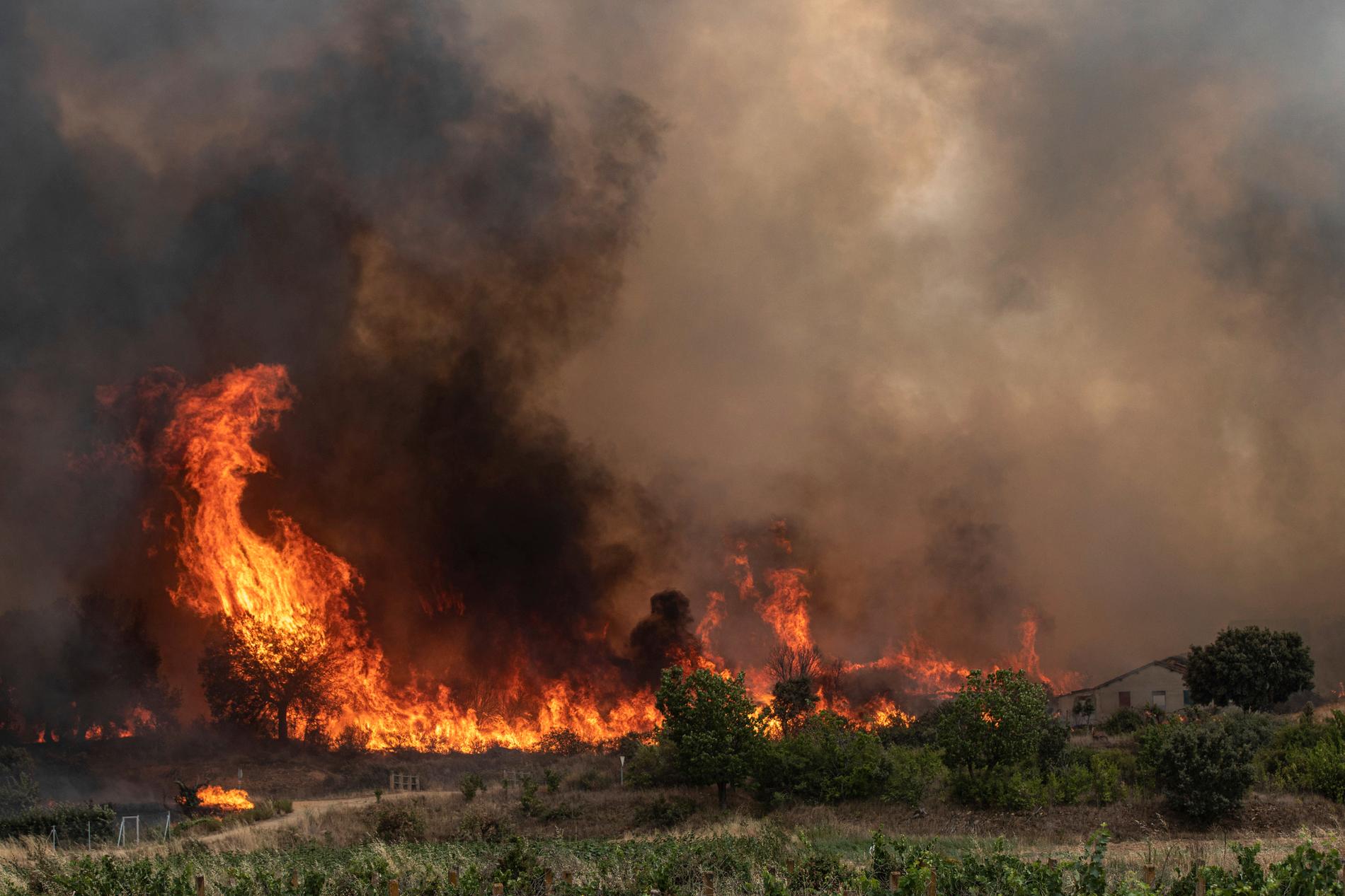 Lågor slår fram under en skogsbrand i Ferreras de Abajo i nordvästra Spanien, juli 2022.