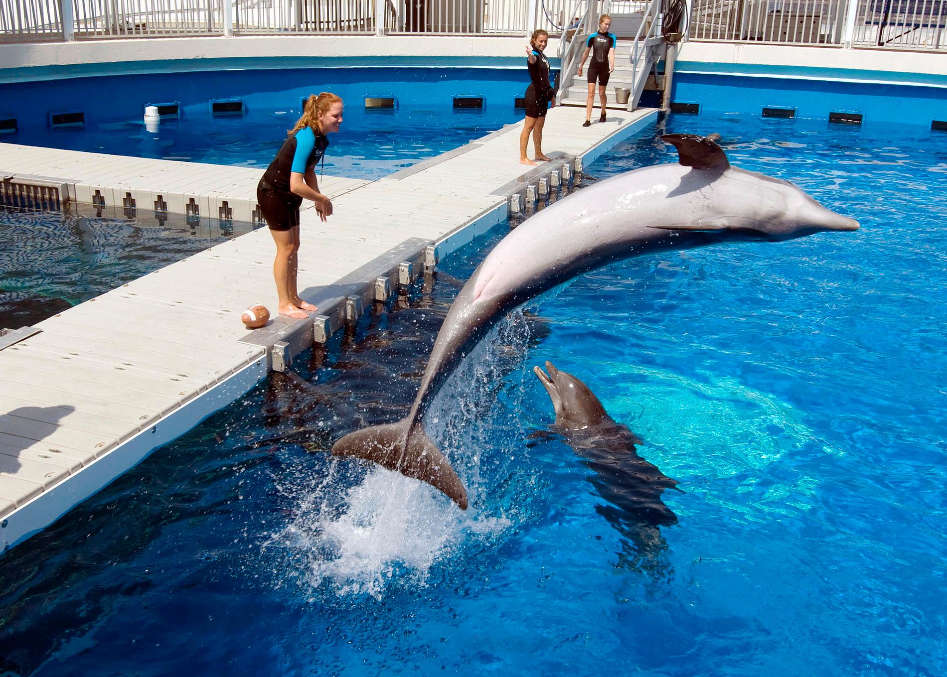 Delfinshower väcker känslor. Arkivbild från Florida.