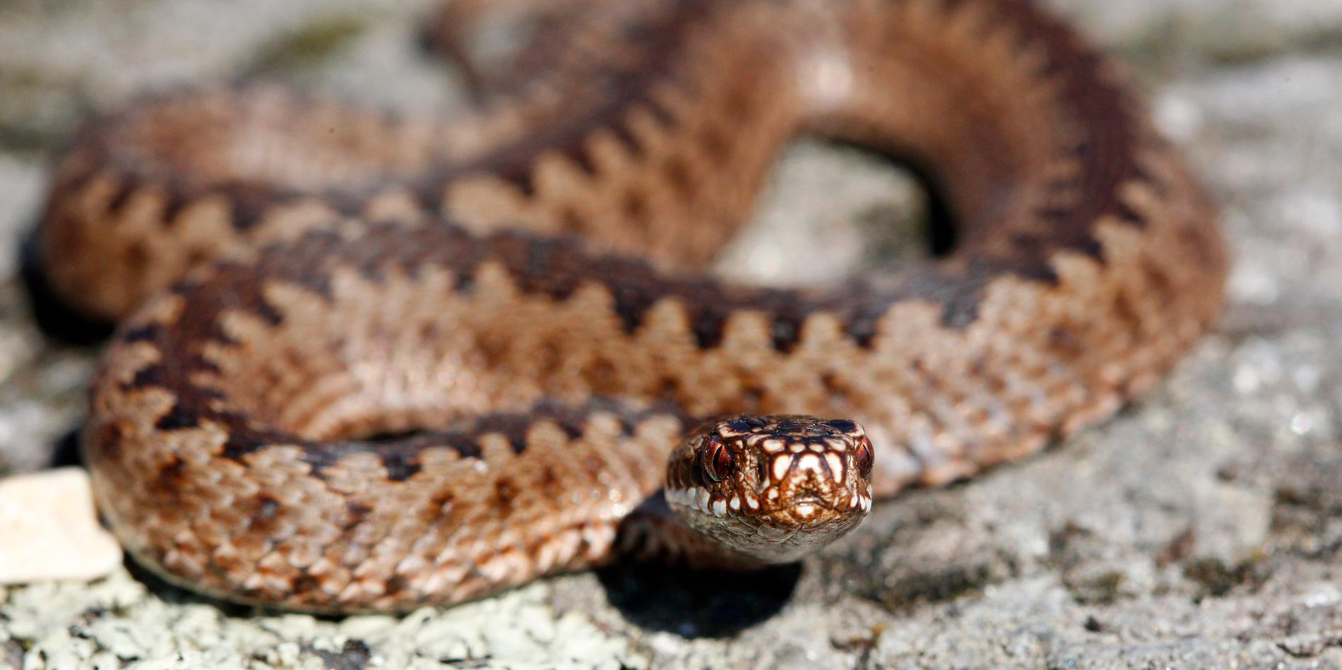 Huggorm är fridlyst i hela landet och den enda orm i Sverige som är giftig. 