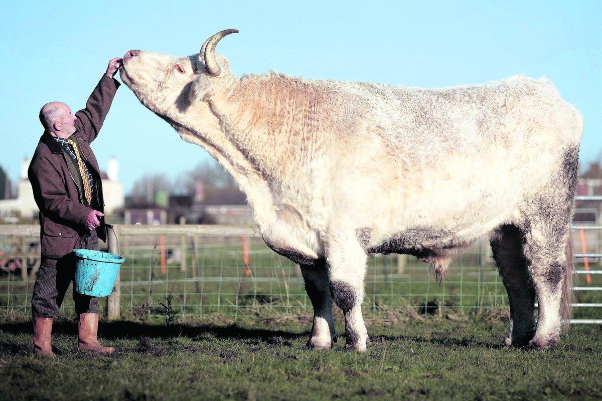 Världens största oxe Det krävs 18 kilo mat per dag för att hålla igång rekordoxen The Field Marshall.