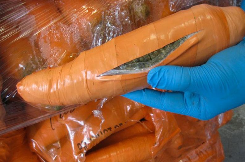Tullen hittade 2817 plastmorötter som totalt innehöll över ett ton cannabis.