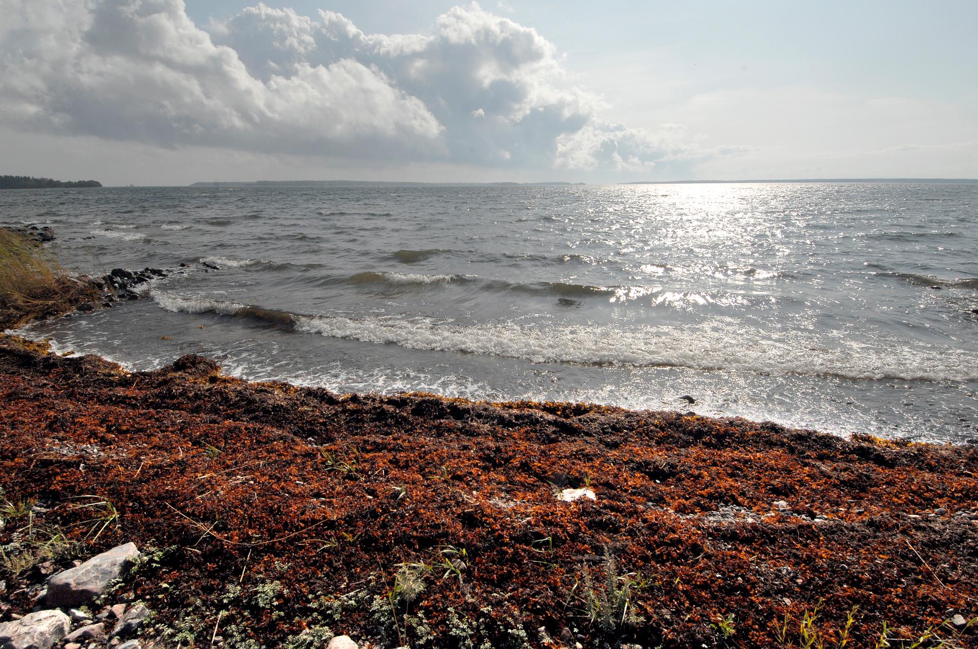 Speciella vindförhållanden gjorde att Östersjön fick påfyllning av saltvatten. Det är enda sättet som det undre skiktet av havet kan få tillförsel av syre. Arkivbild.