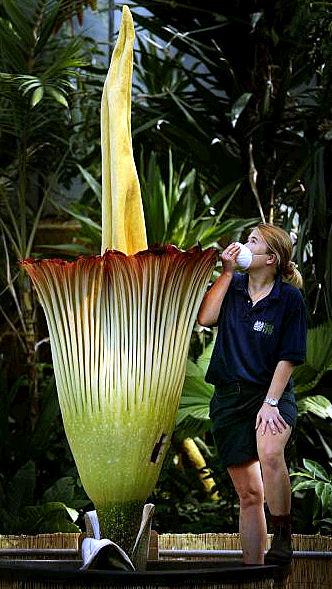 Amorphophallus titanum Den stora växten luktar hemskt. Blomman på bilden är en annan än den som omnämns i artikeln.