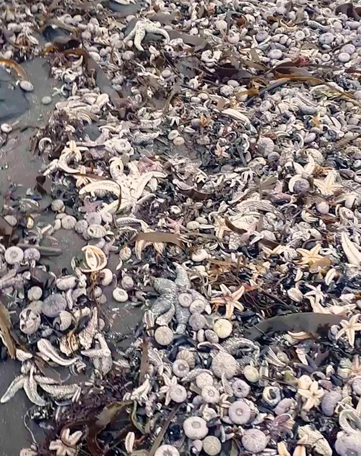 Kristy Rozenbergs bild på döda havsdjur som ligger i drivor på stranden.