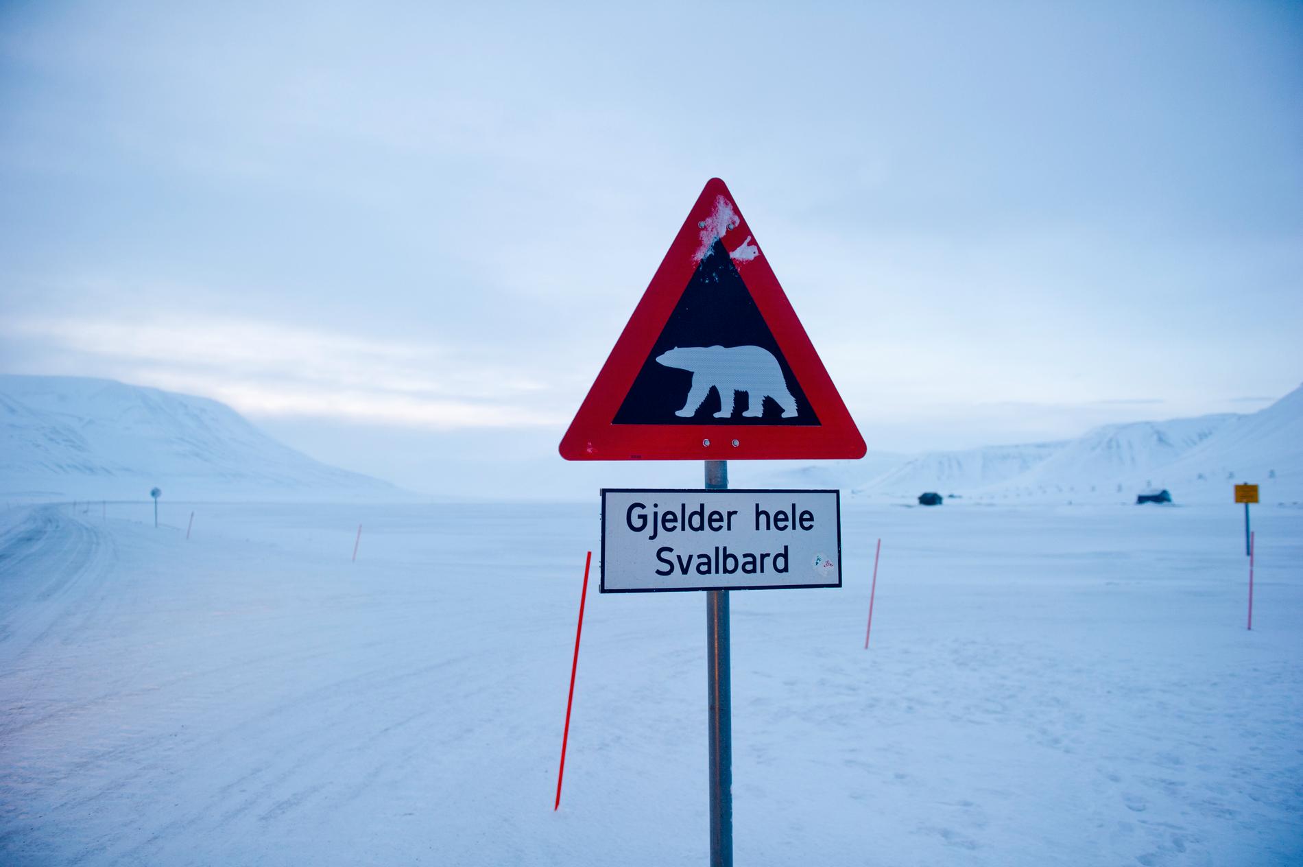 Isbjörnar finns på hela ögruppen Svalbard. Arkivbild från tundran utanför huvudorten Longyearbyen.
