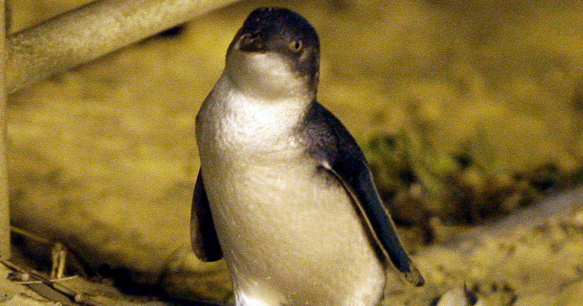 Dvärgpingvinen är världens minsta pingvin.
