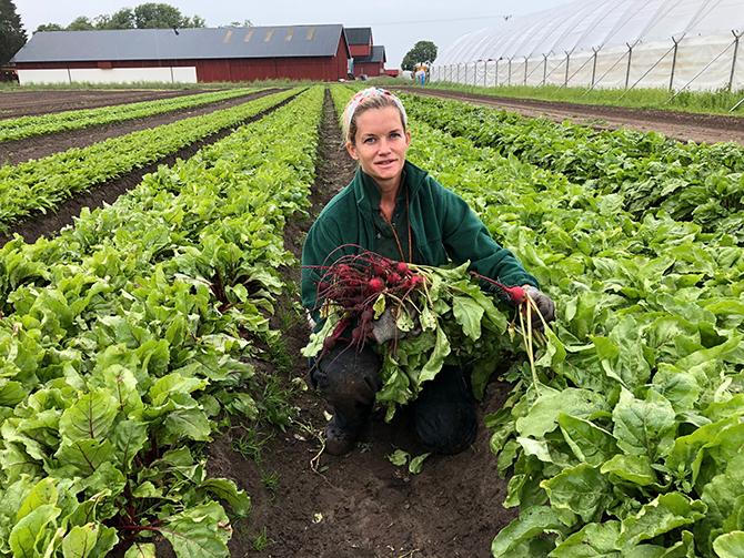 Magdalena Hermelins grönsaksodling består av ett trettiotal grönsaker som odlas efter säsong.