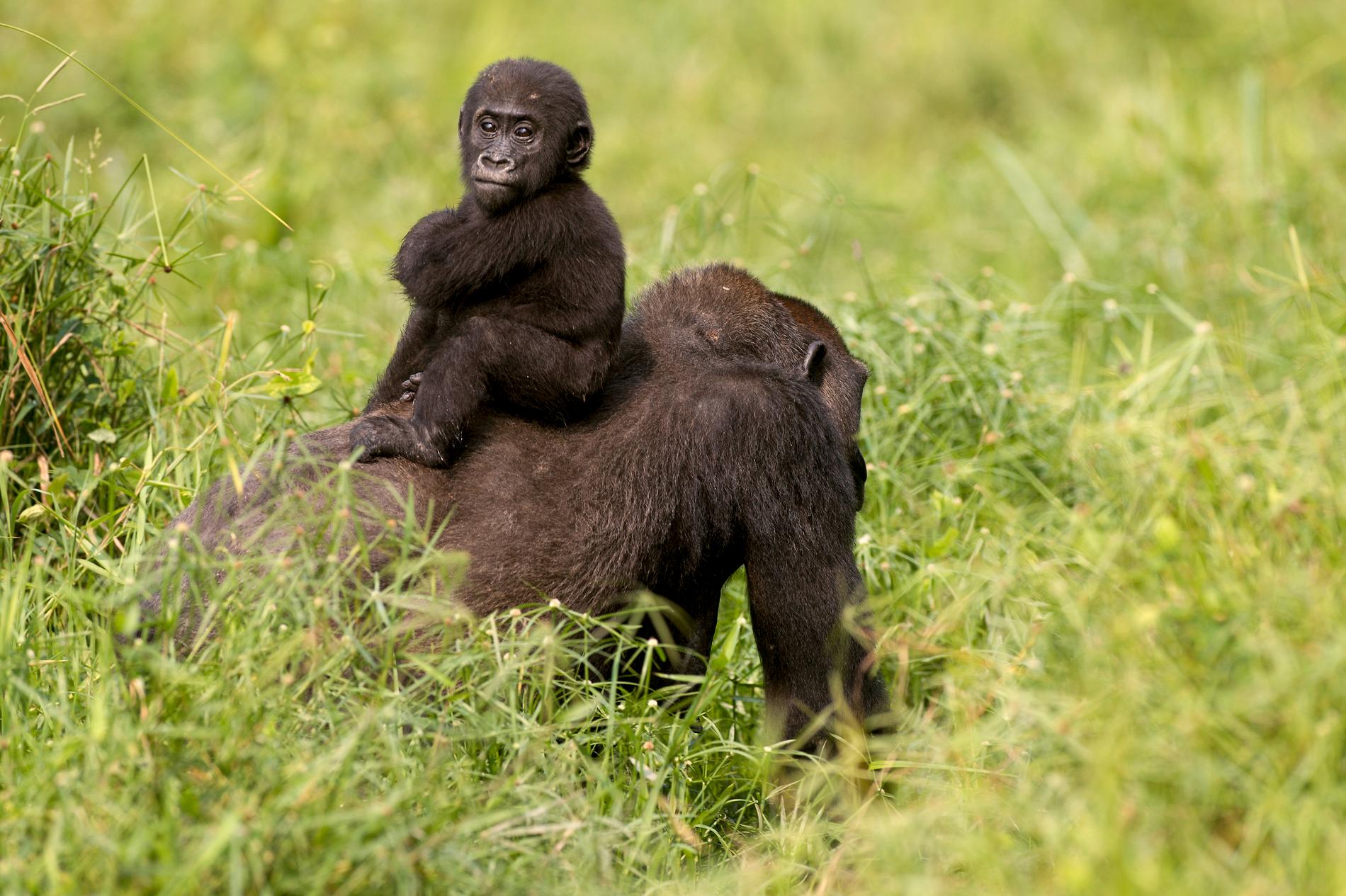 En gorillaunge sitter på sin mors rygg i nationalparken Dzanga-Sangha i Centralafrikanska republiken.