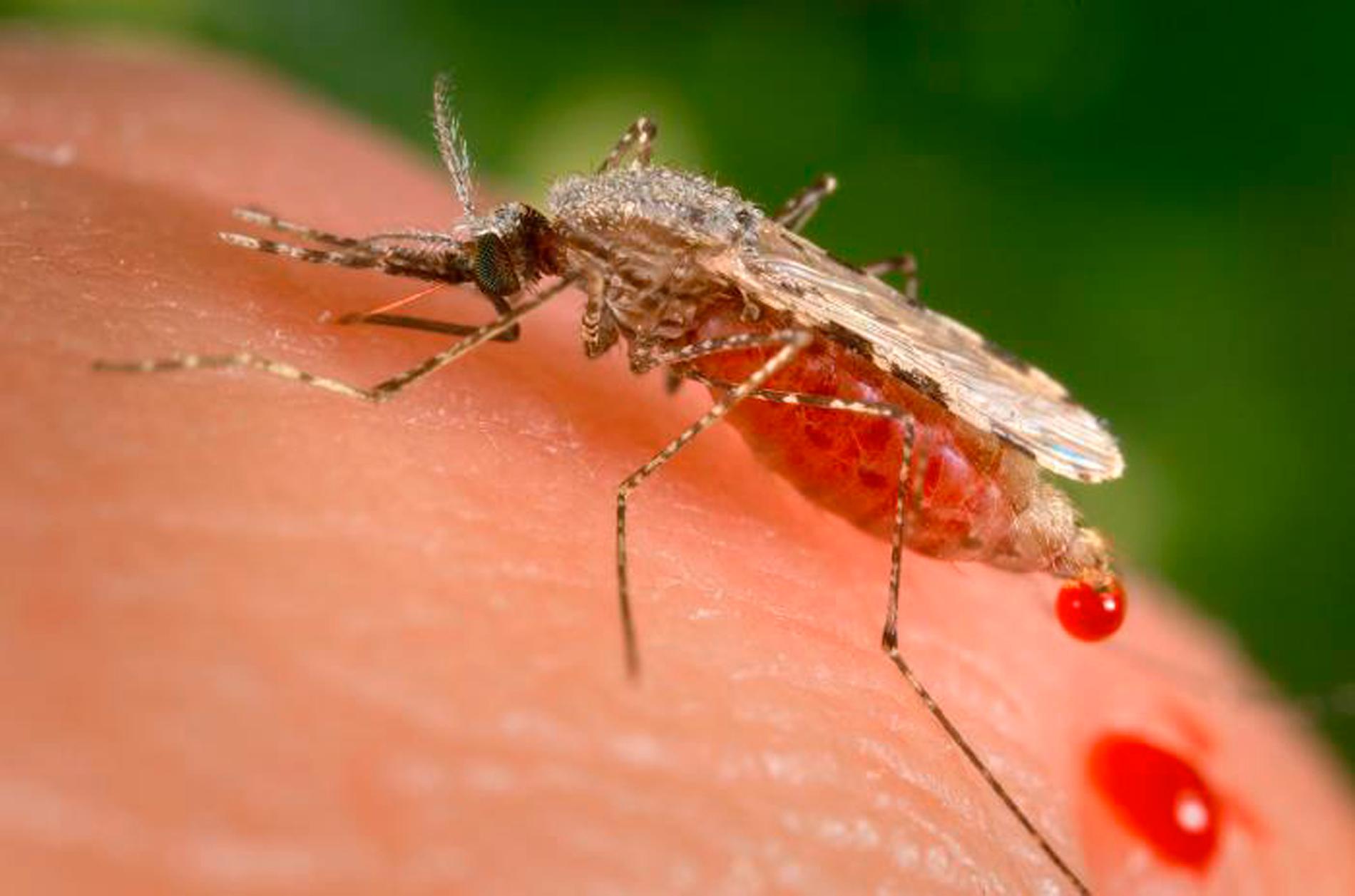 På bilden syns en malariamygga (Anopheles stephensi). Arkivbild.