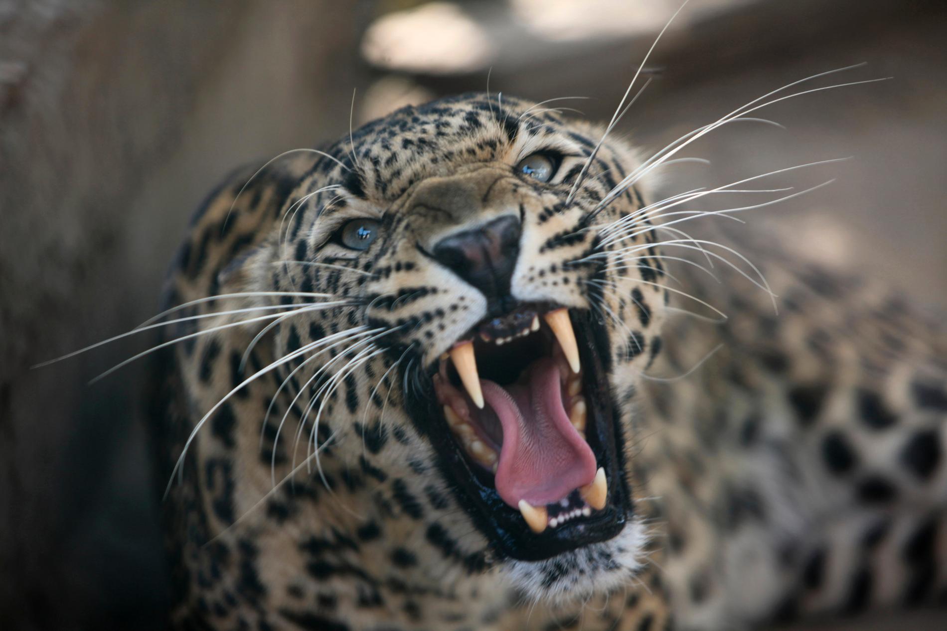 En leopard har dödat en treåring i Indien. Arkivbild.