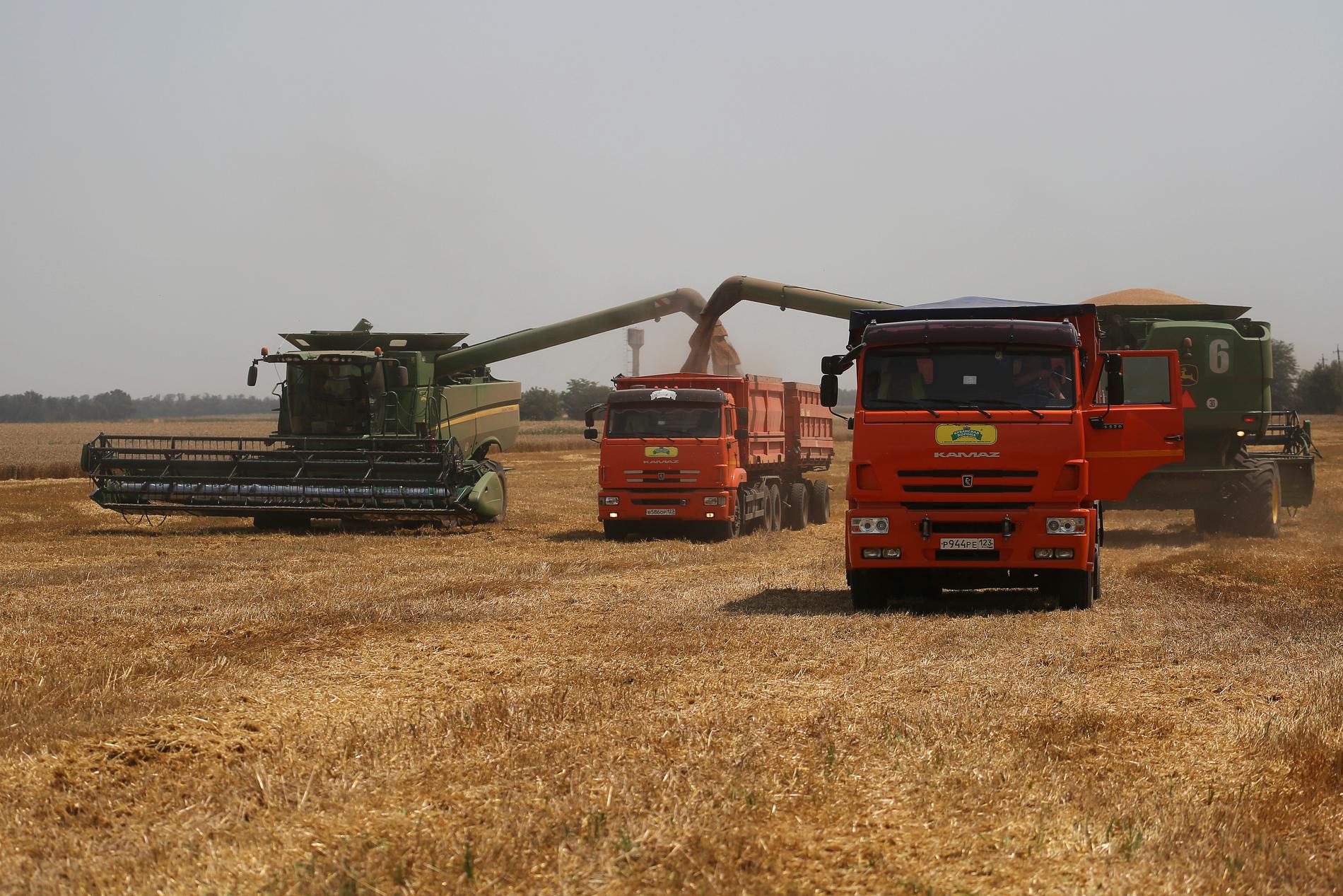 Minst 400 000 ton ukrainskt spannmål har förts ut ur landet av Ryssland. Arkivbild