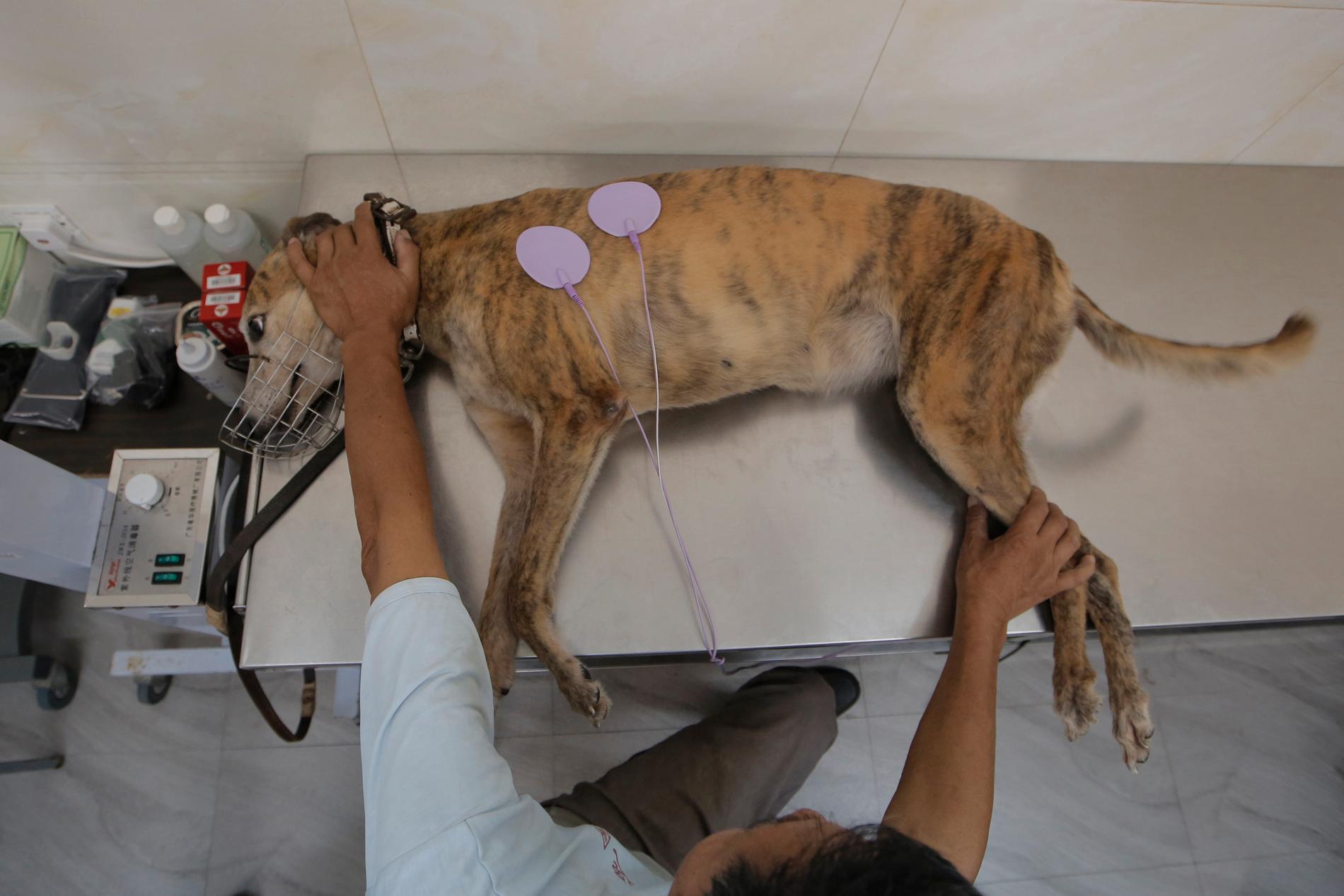 En av vinthundarna från kapplöpningsbanan i Macao blir behandlad av en veterinär. Arkivbild.