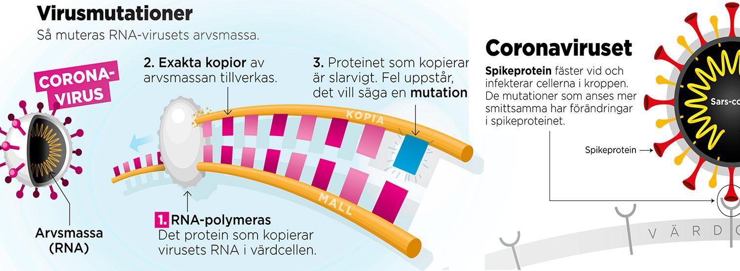 Grafik: Därför muterar coronaviruset.
