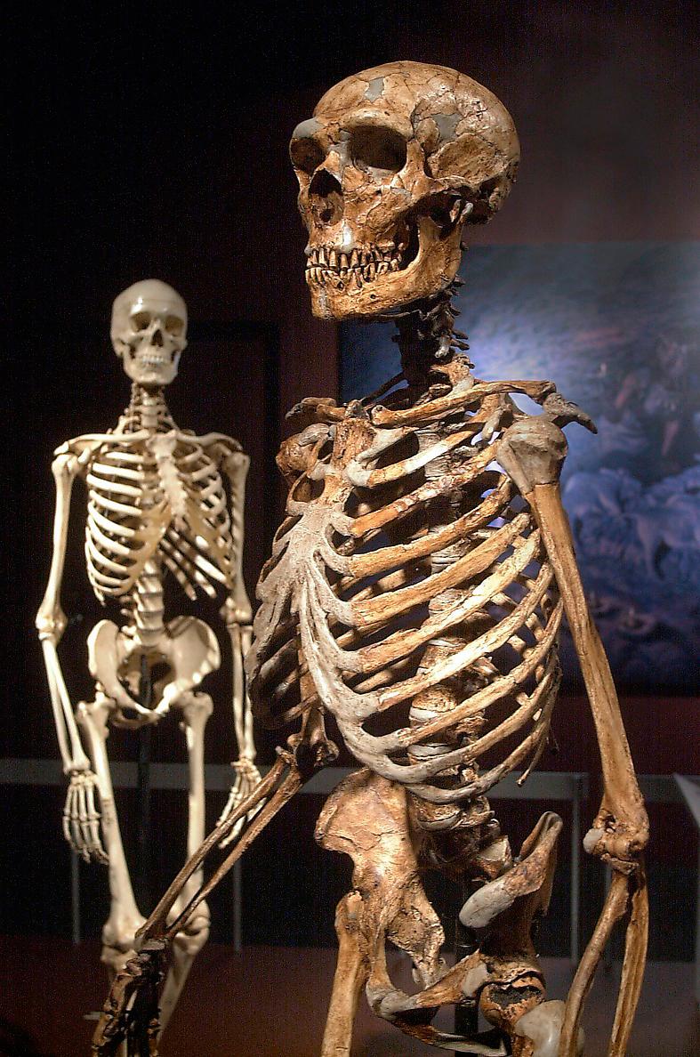Skelett av neandertalare och neandertalare (bakre).
