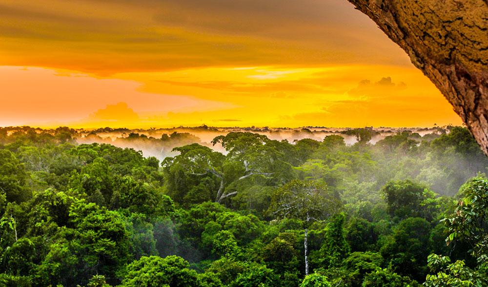 Regnskogen i Amazonas hotas av skövling och boskapsuppfödning.