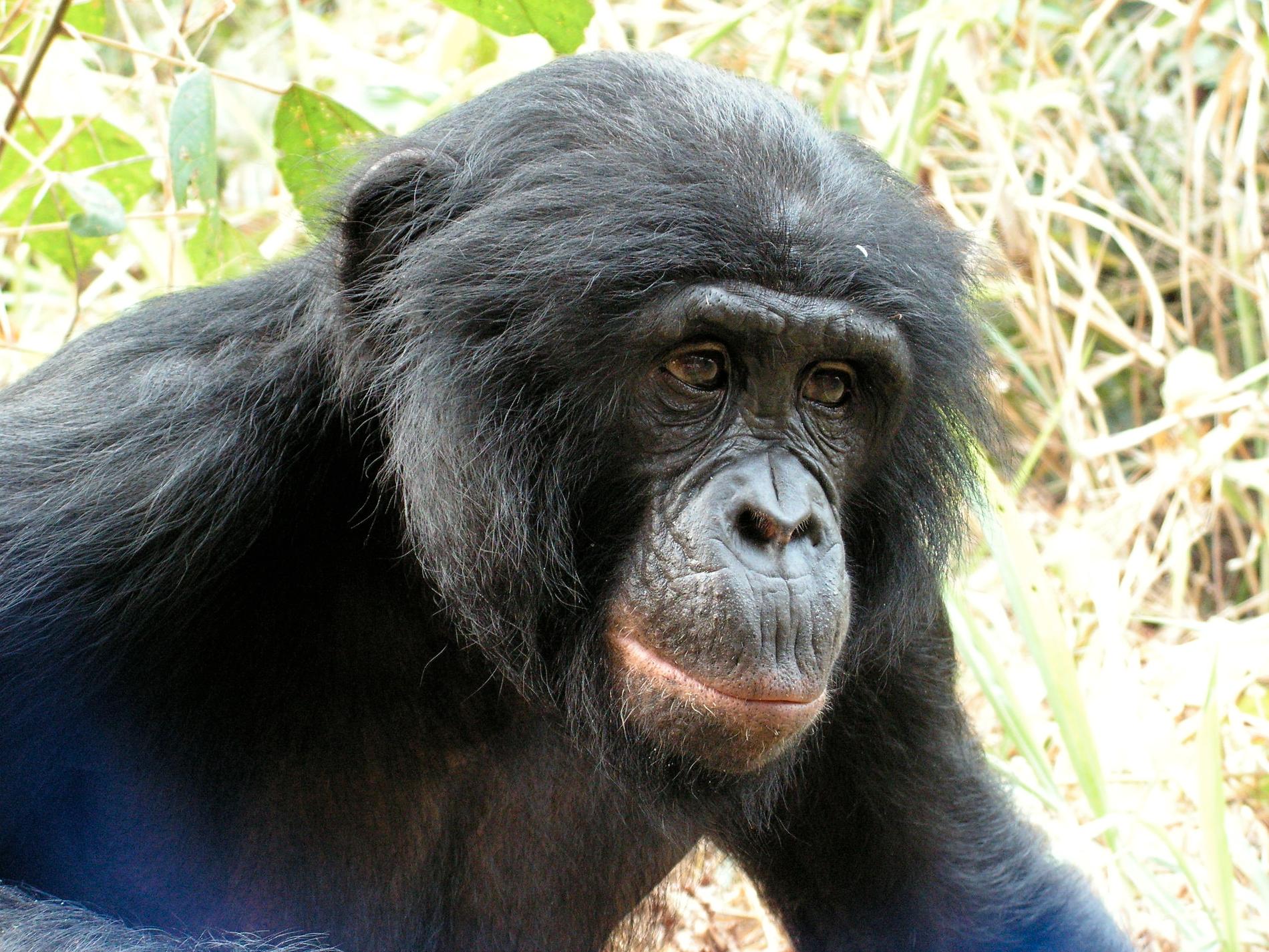Bonobon är nära släkt med den vanliga schimpansen. Men nya rön visar att den också bär på genetiska spår efter en tidigare okänd, numera utdöd människoapa.