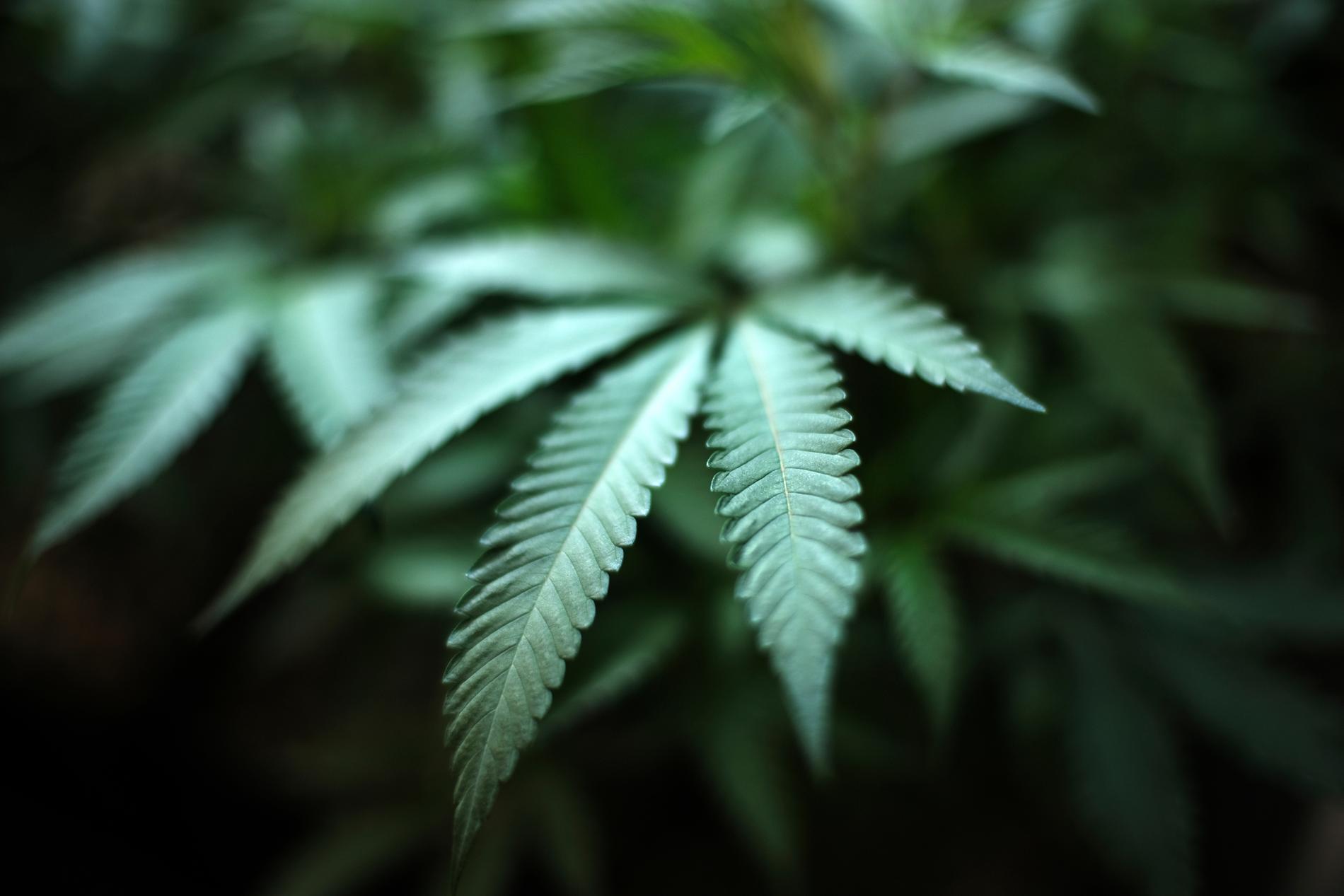 Drygt ett år har gått sedan Kanada legaliserade cannabis för nöjesbruk. Arkivbild.
