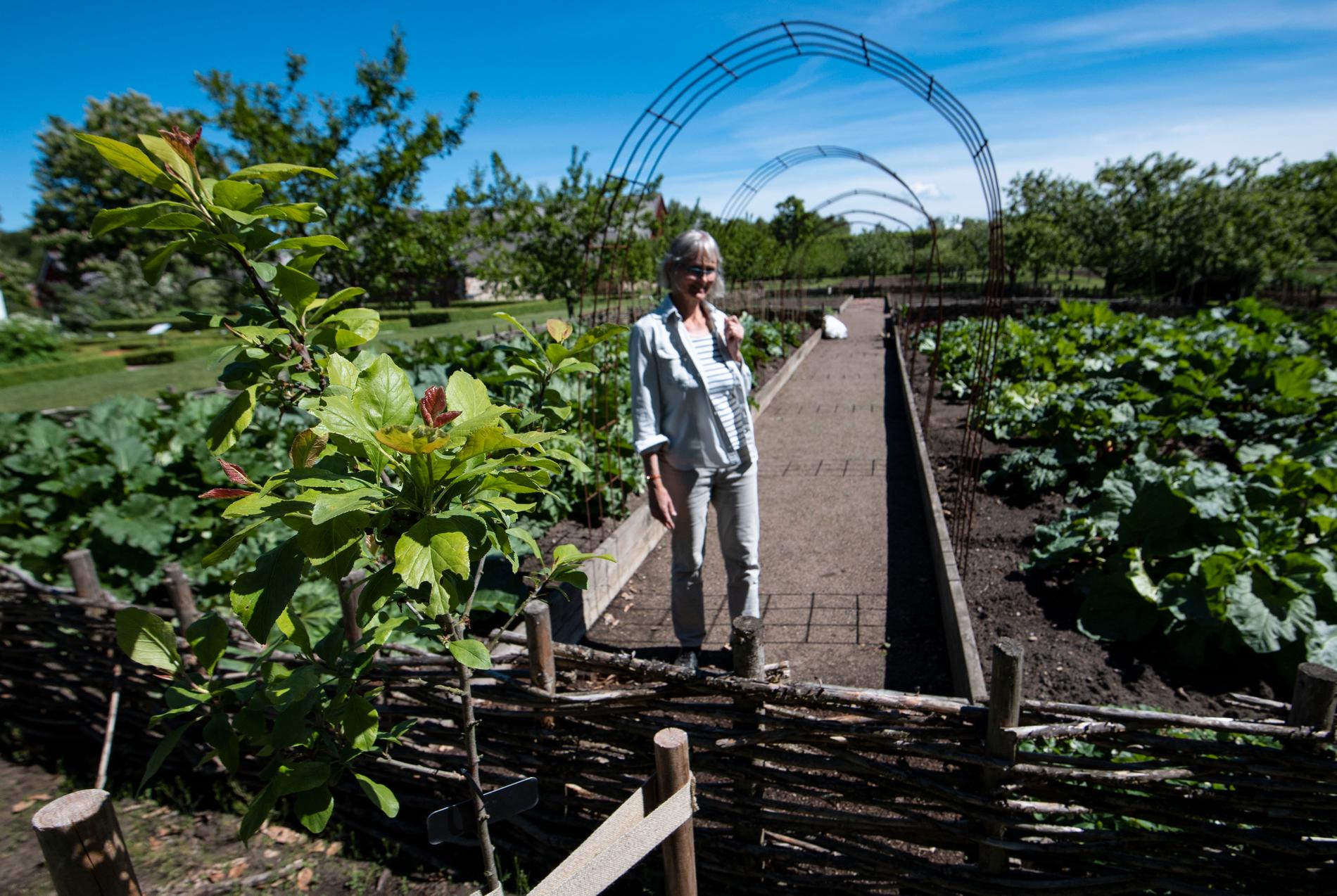 Maria Nyman-Nilsson, landskapsarkitekten som ansvarar för projektet med äldre tiders växter på Fredriksdals trädgårdar i Helsingborg, står i den sektionen av köksträdgården som huserar rabarber från äldre tider.