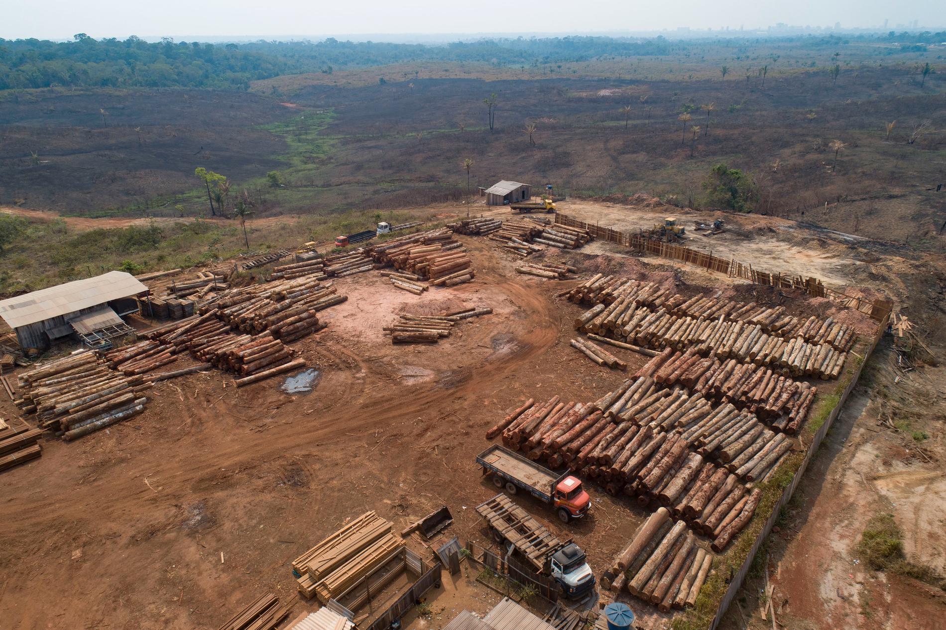 Reviderade siffror från Brasilien visar att avskogningen av Amazonas är större än man tidigare trott. Arkivbild.