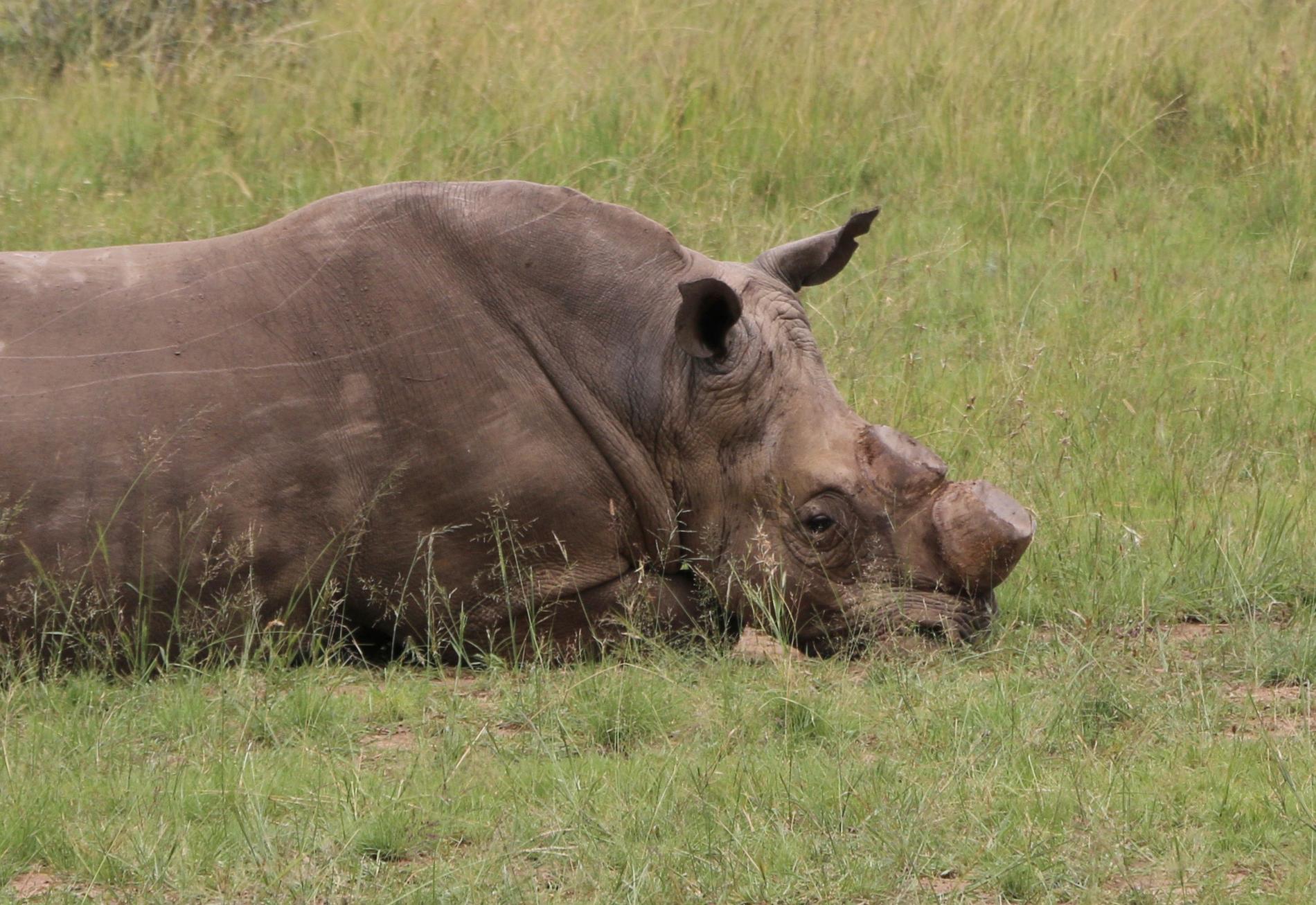 Fler än 1 000 noshörningar dödas i Sydafrika varje år. Arkivbild.