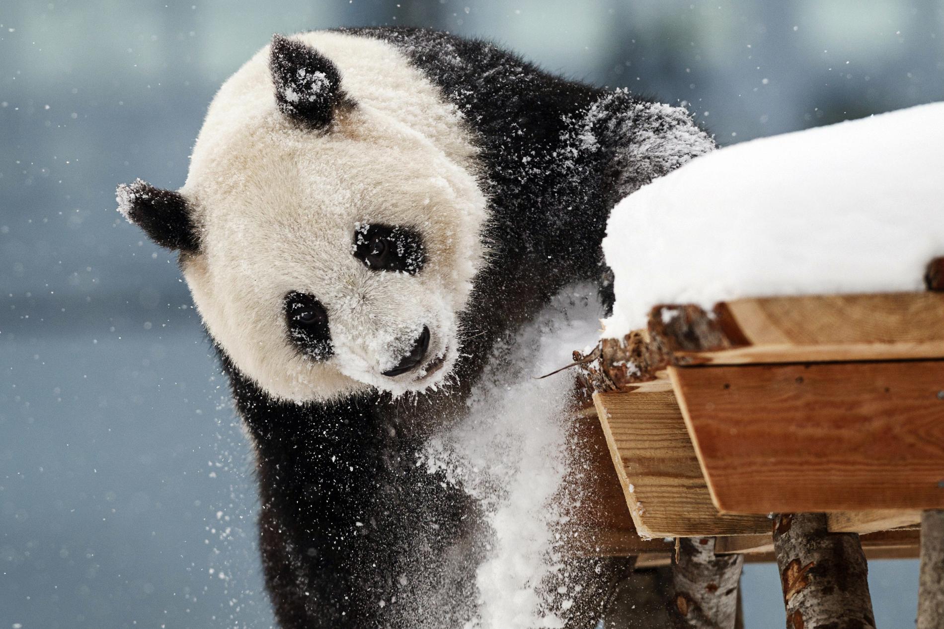 Jin Bao Bao leker i snön. Arkivbild.