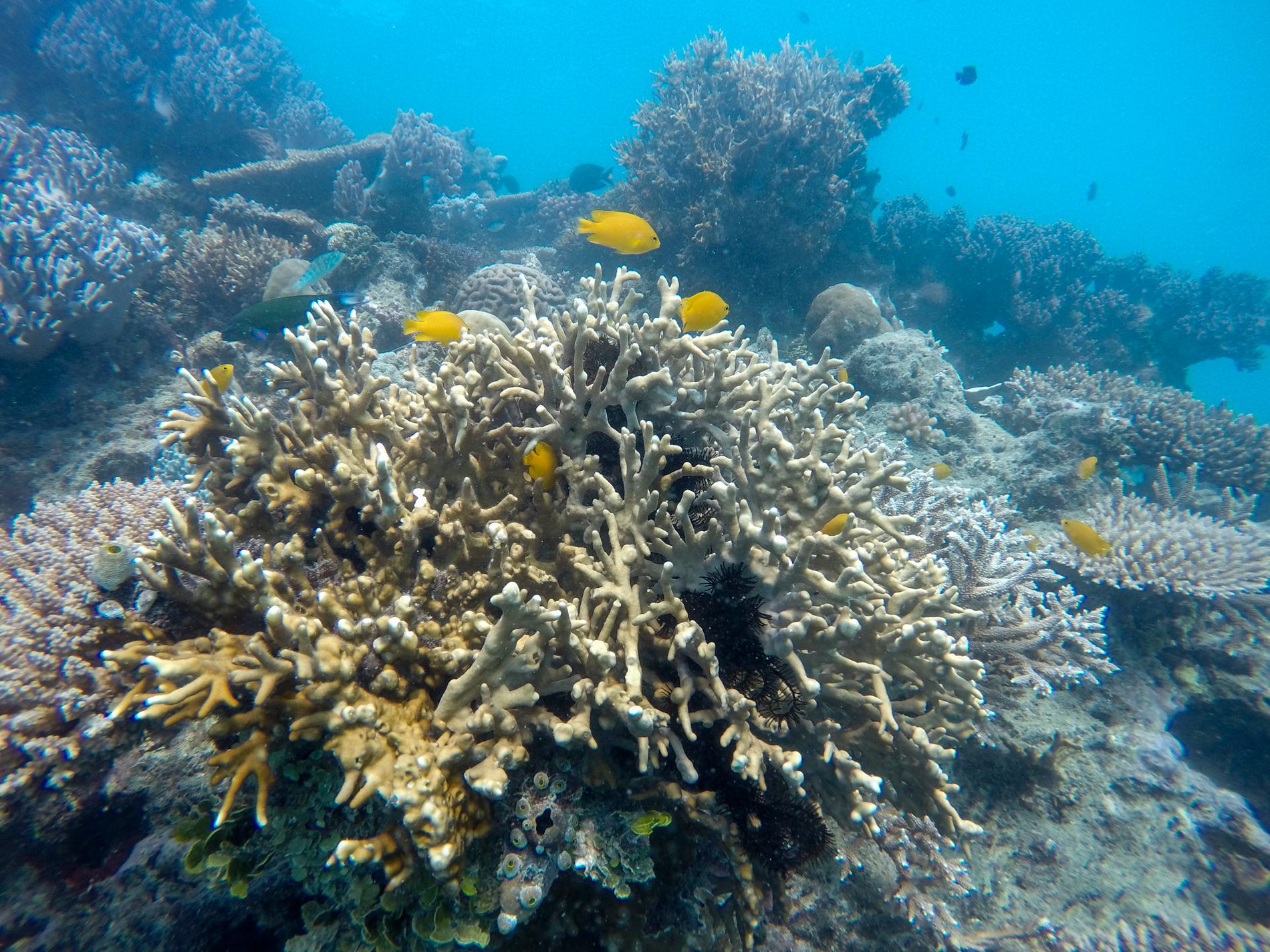 Delar av Stora Barriärrevet tillhör den lilla del av världens havsområden som är skyddade mot exploatering. Arkivbild.