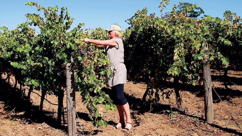 Sverige är det land som importerarar mest vin från Sydafrika.