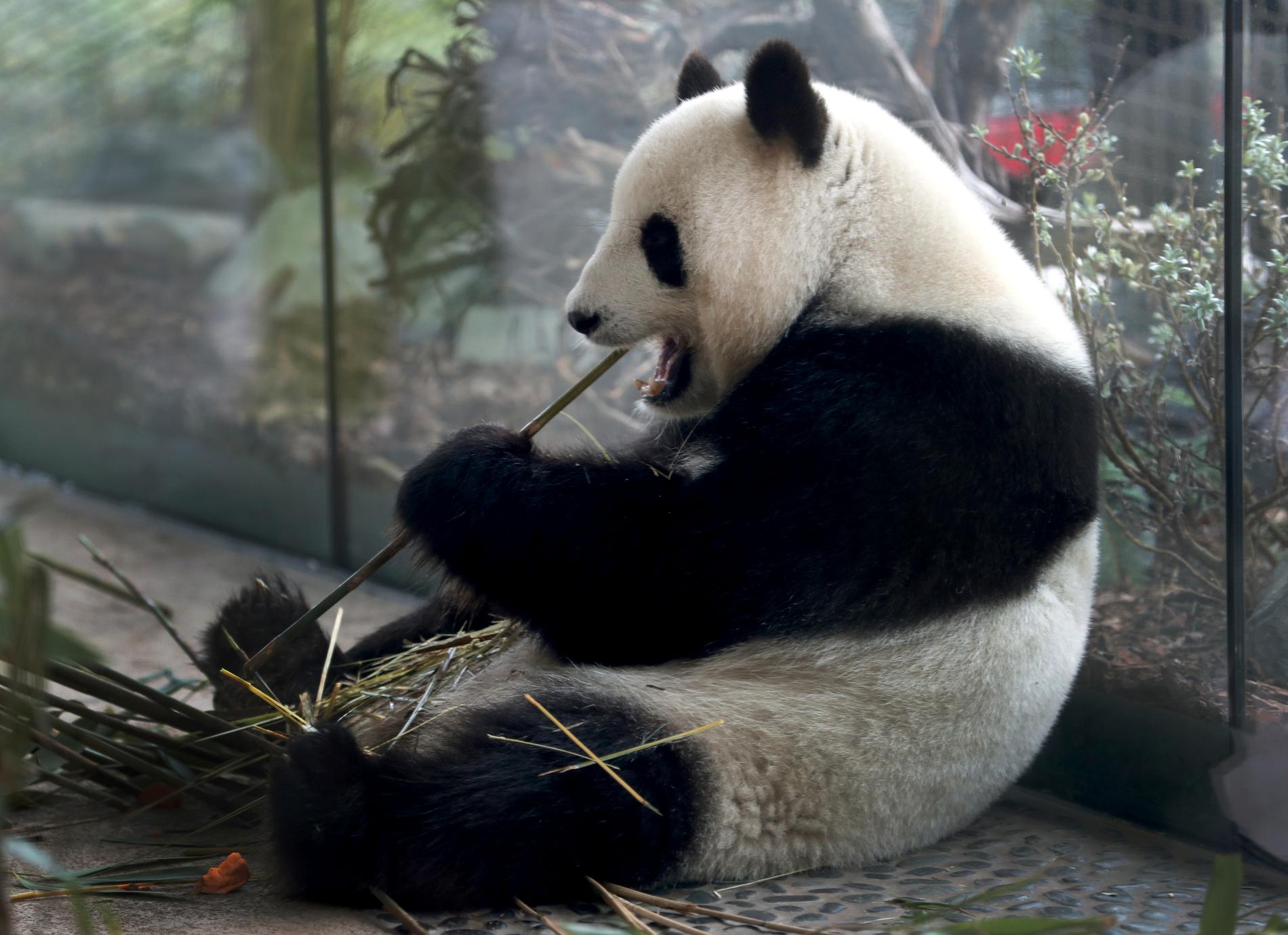 Meng Meng äter bambu i sin inhägnad som kostade 9 miljoner euro att upprätta. Arkivbild.