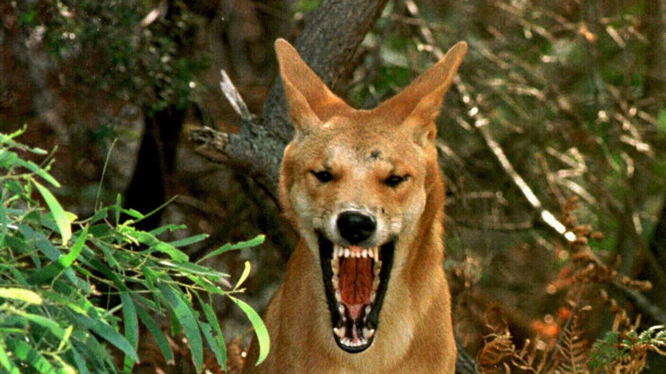 En dingo på Fraser Island. Arkivbild.