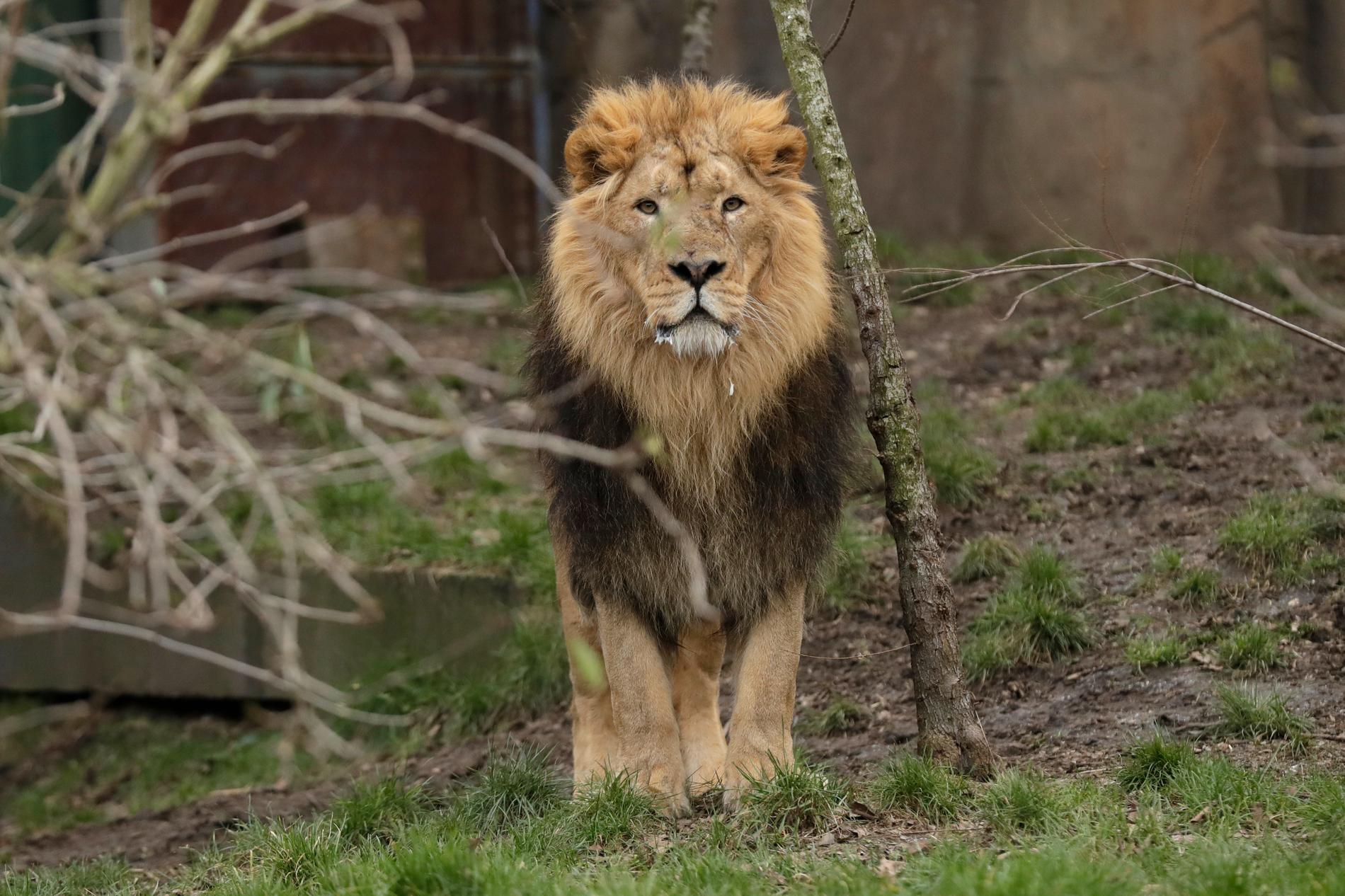 Lejonet på bilden bor på en annan djurpark och har inget med artikeln att göra. Arkivbild.