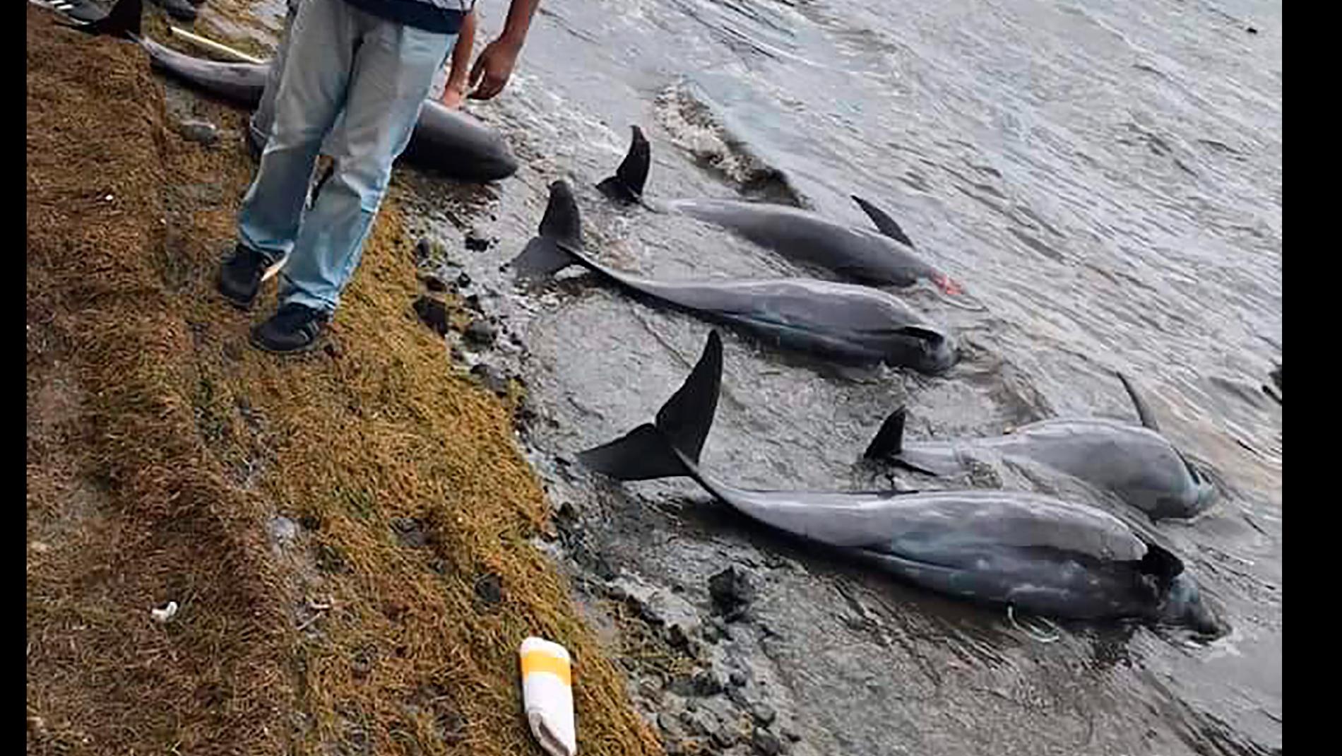 Döda delfiner som spolats upp på Mauritius kust, fotograferade av Greenpeace.