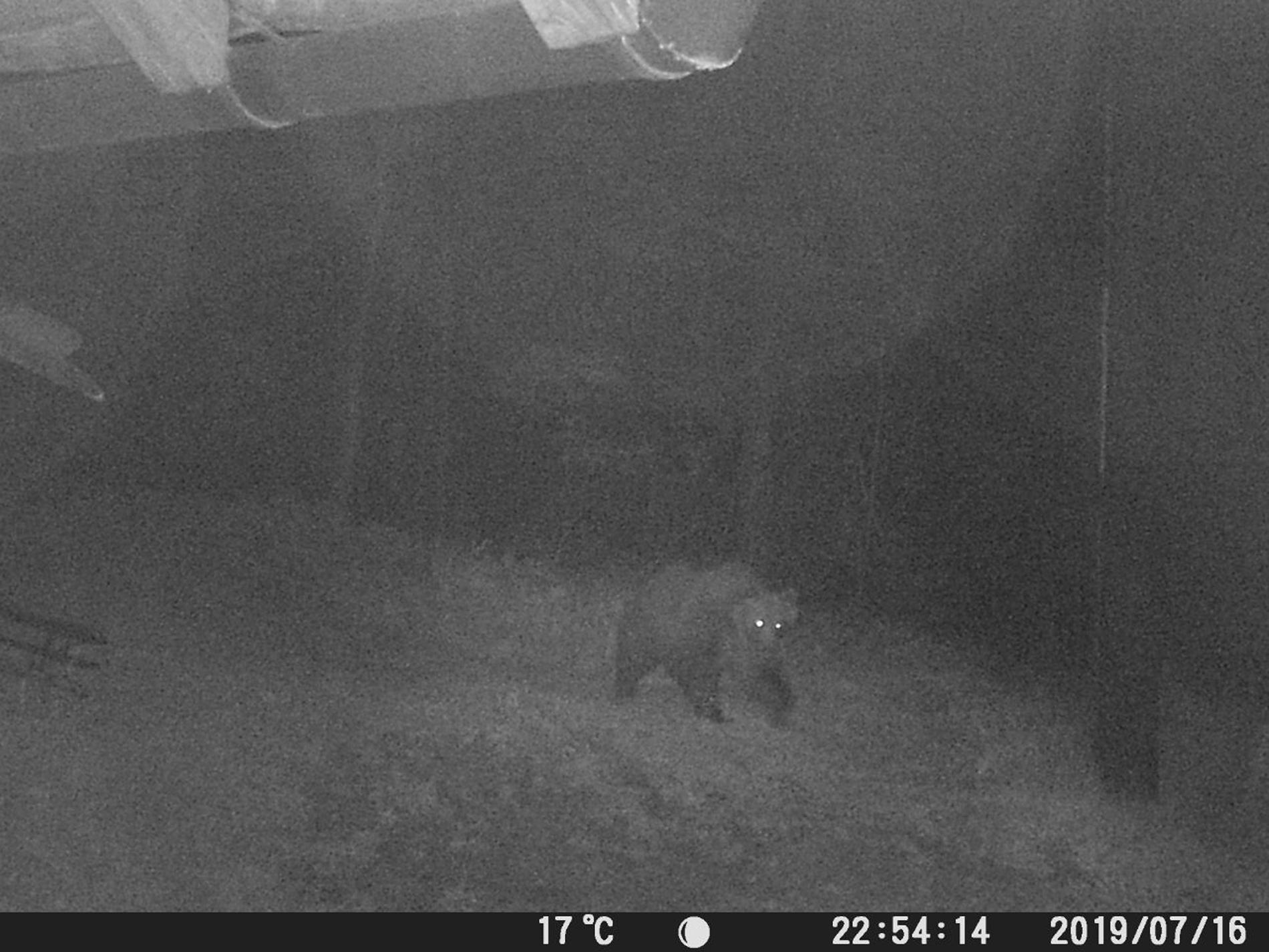 Brunbjörnen M49 är fortsatt på fri fot, här på en övervakningsbild från tidigare i veckan.