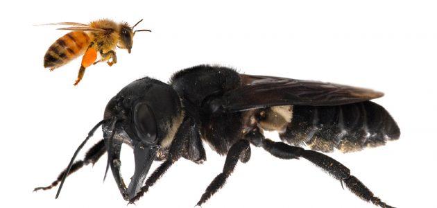 Wallace’s giant bee är ungefär fyra gånger så stor som ett vanligt honungsbi.