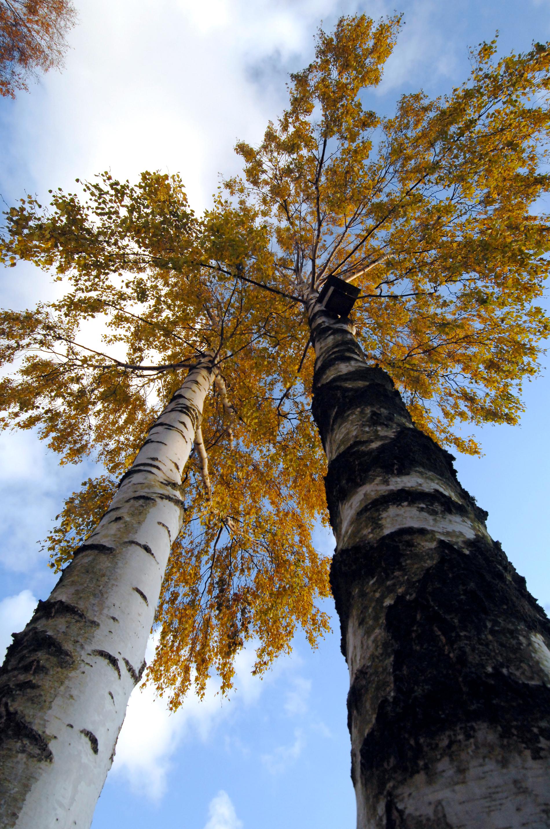 Träden stressade av törst – gör att bladen gulnar