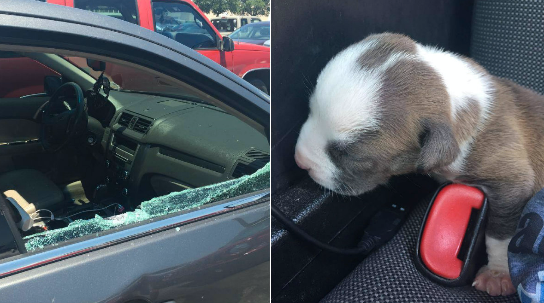 Polisen i Florida fick rädda en liten valp från en varm bil.